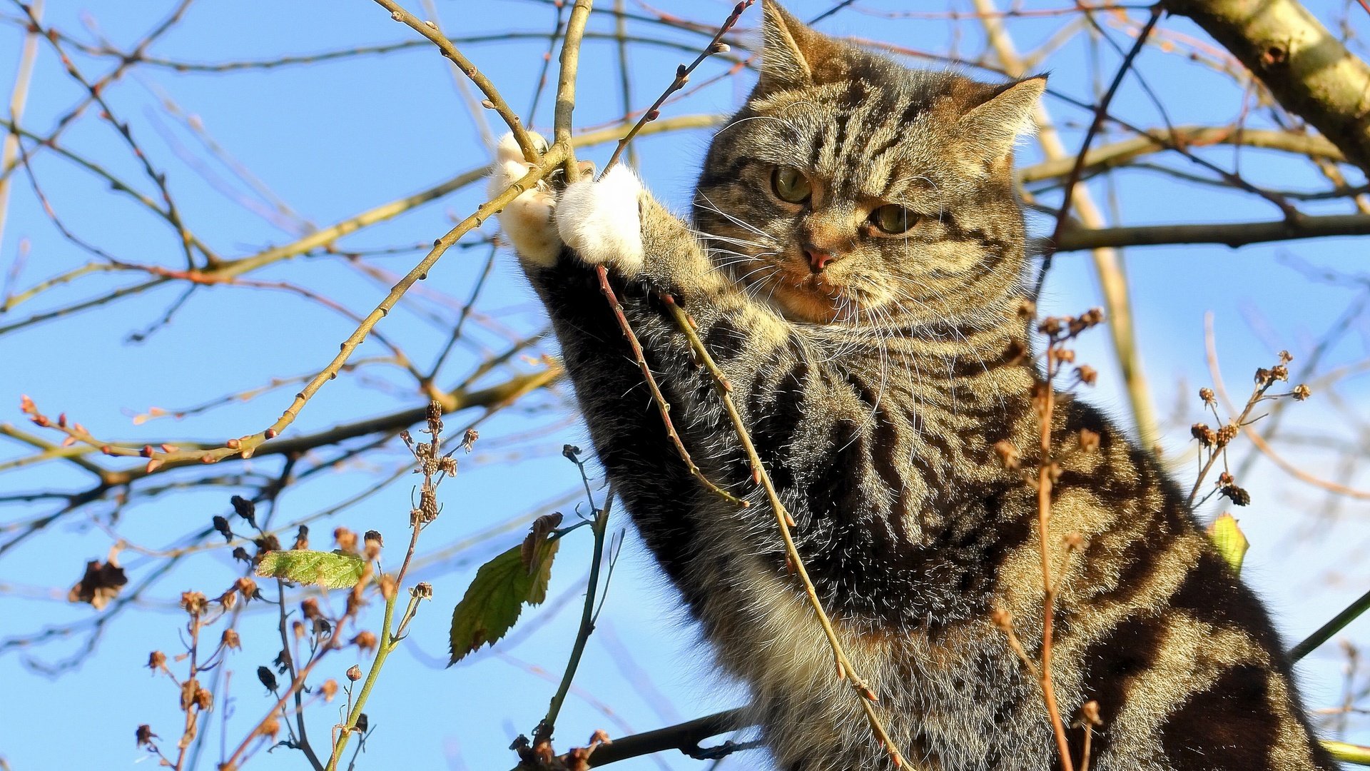 Обои дерево, кот, ветки, кошка, на дереве, tree, cat, branches, on the tree разрешение 3694x2597 Загрузить