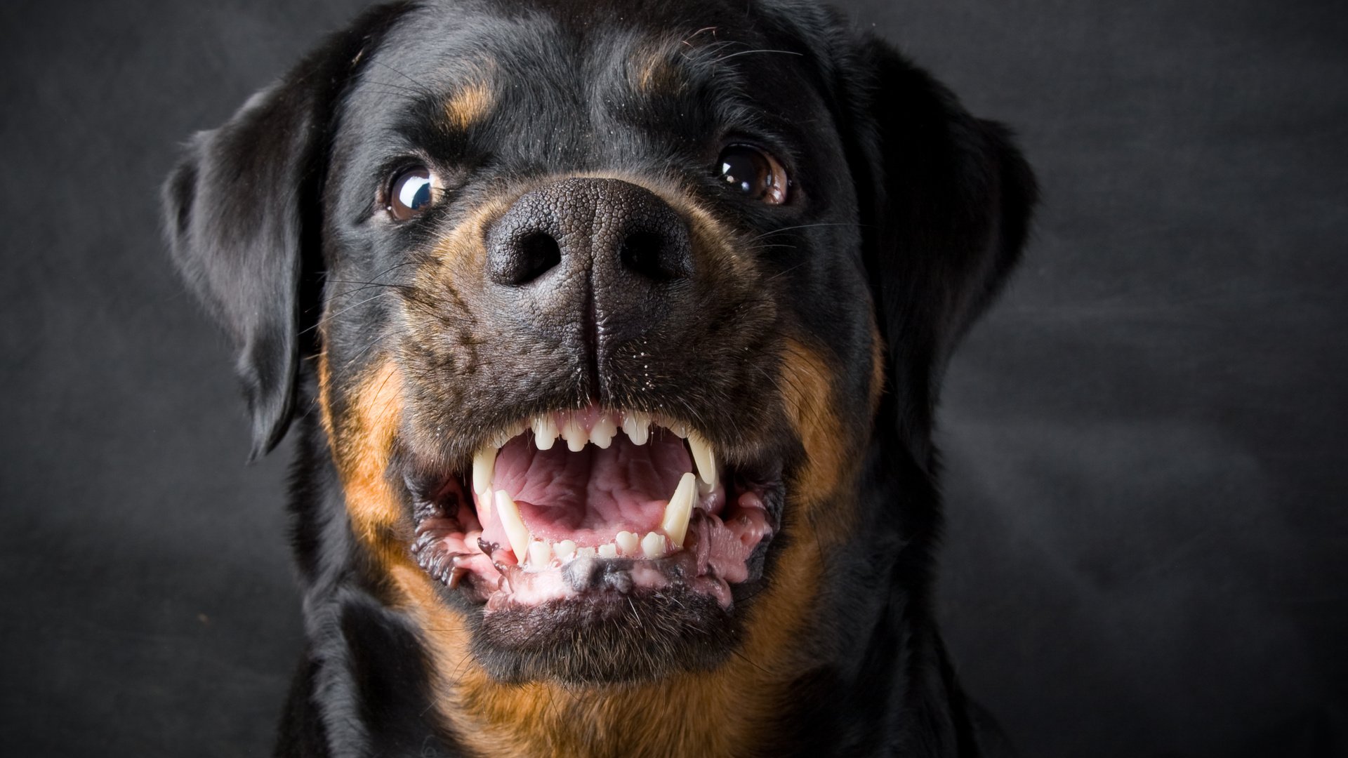 Обои собака, оскал, ротвейлер, dog, grin, rottweiler разрешение 2910x2219 Загрузить