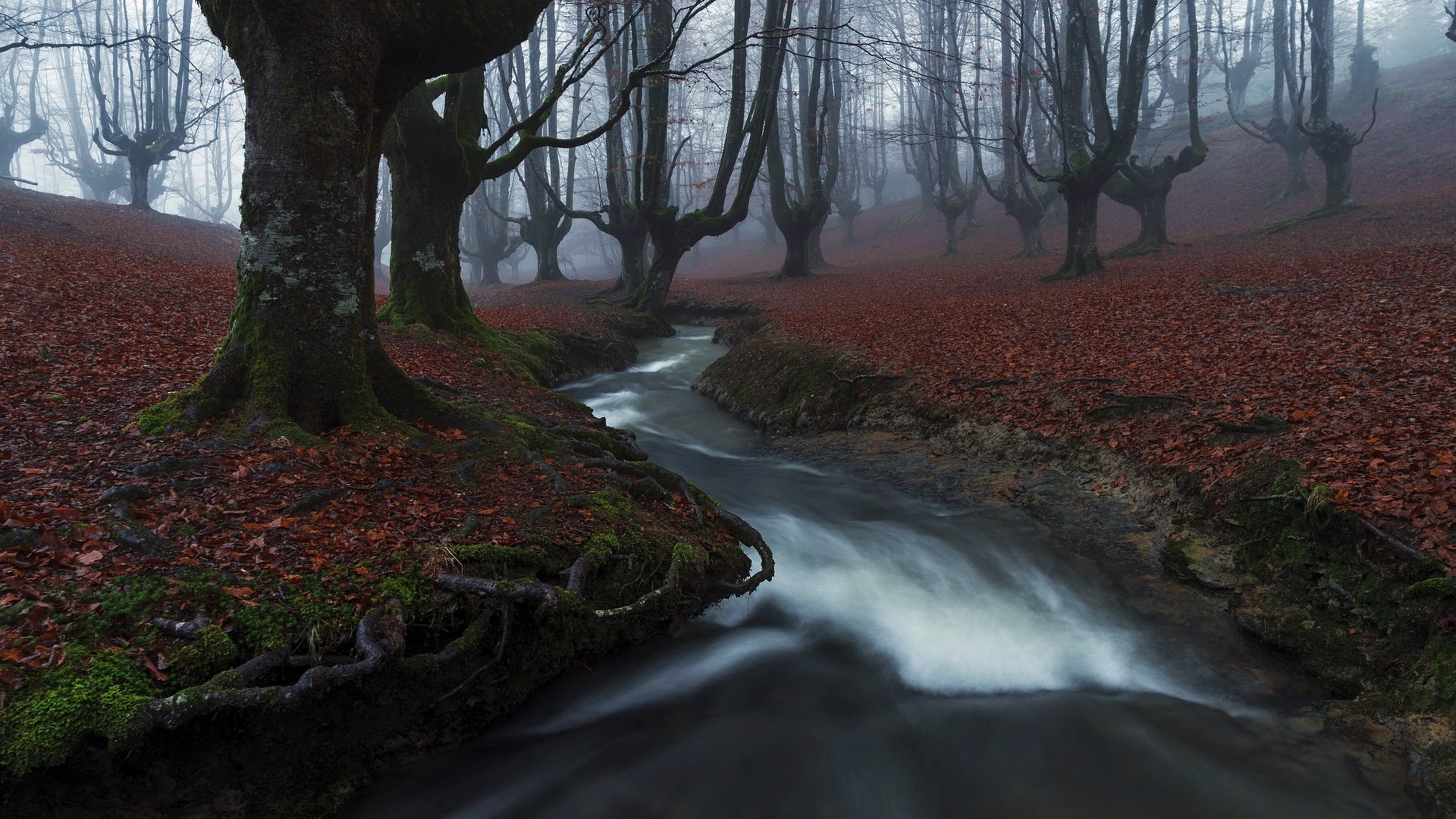 Обои река, лес, туман, river, forest, fog разрешение 2048x1367 Загрузить