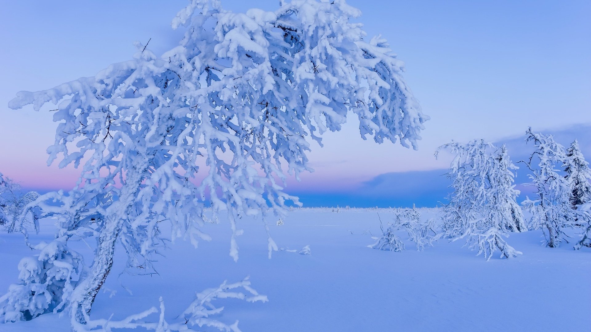 Обои снег, дерево, зима, snow, tree, winter разрешение 2048x1356 Загрузить