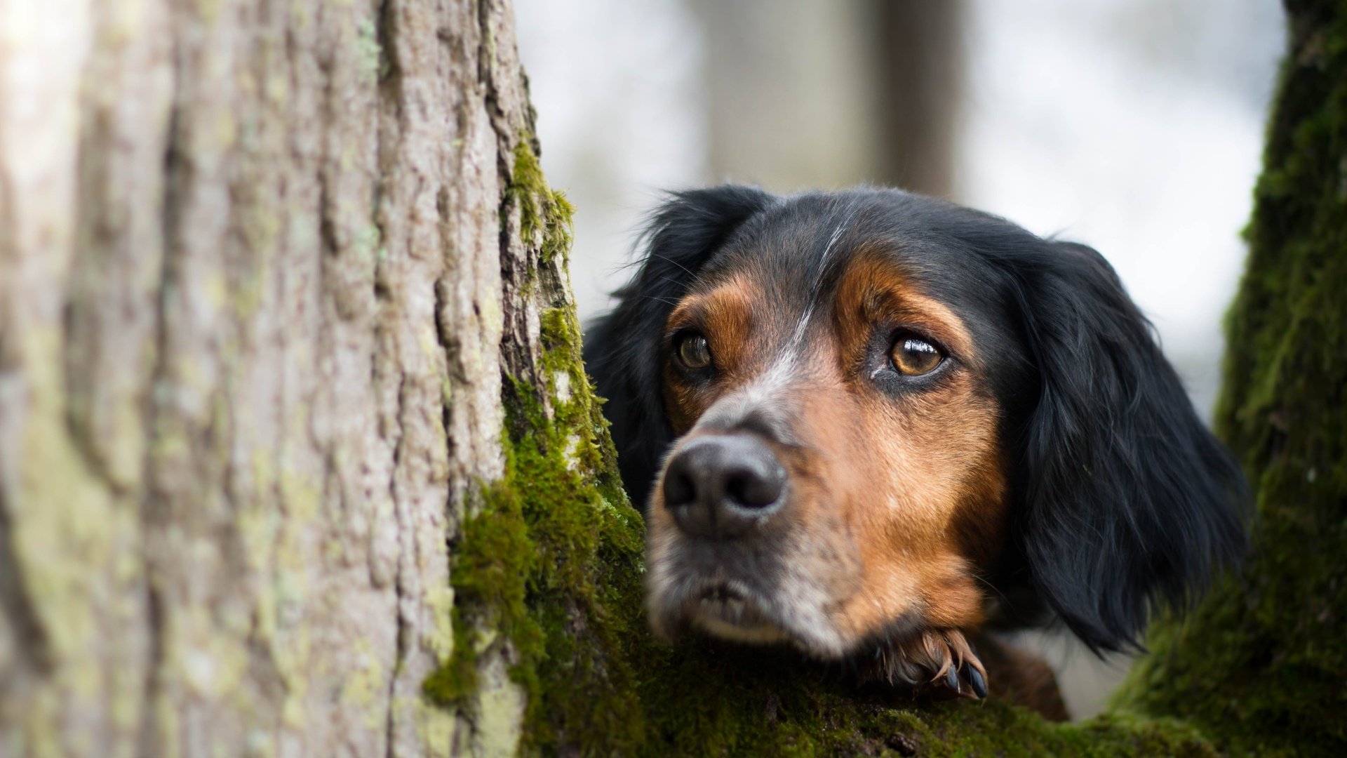 Обои дерево, взгляд, собака, мох, друг, tree, look, dog, moss, each разрешение 5184x3456 Загрузить