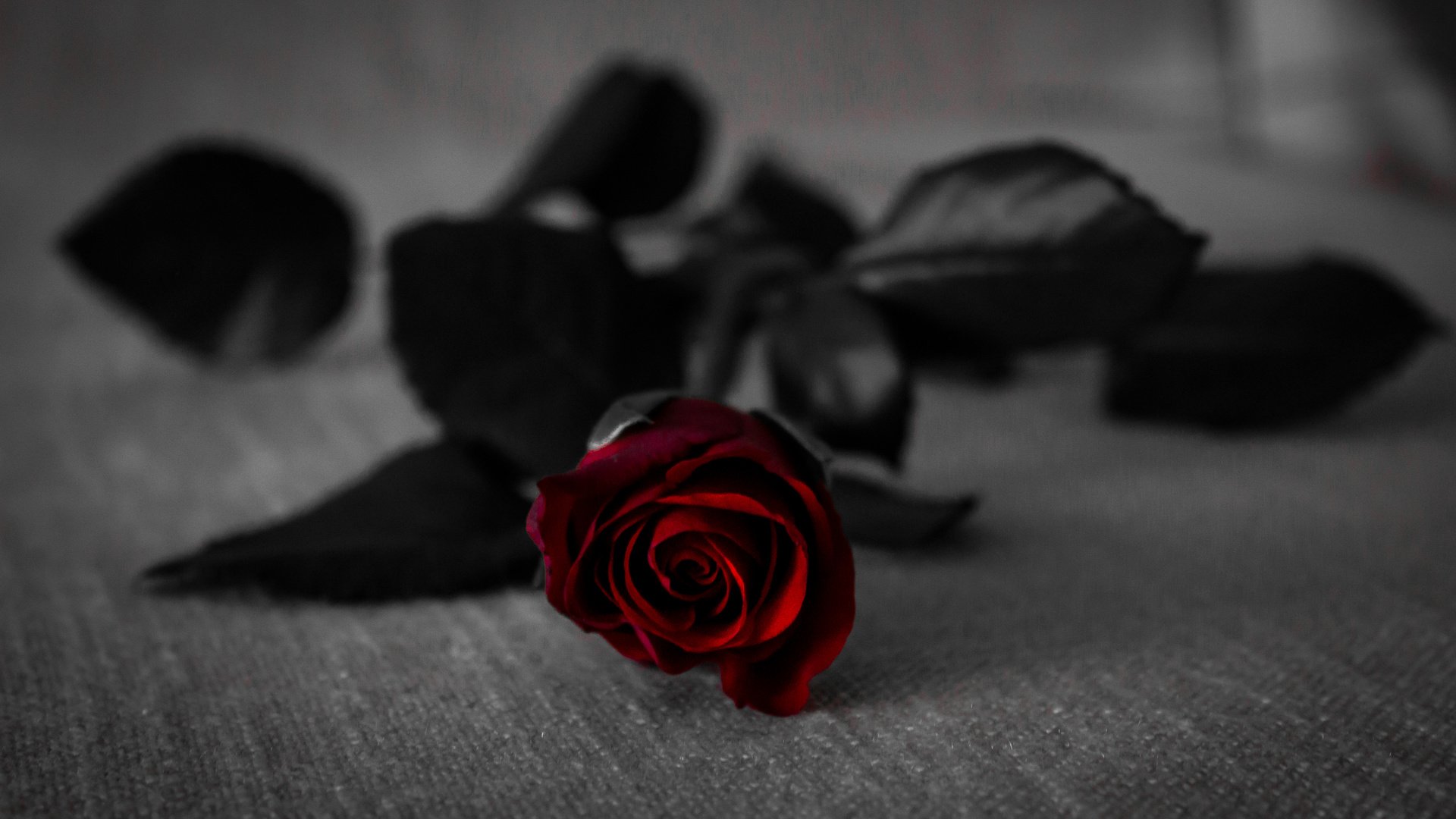 Обои цветок, роза, lalesh aldarwish, flower, rose разрешение 5183x3201 Загрузить