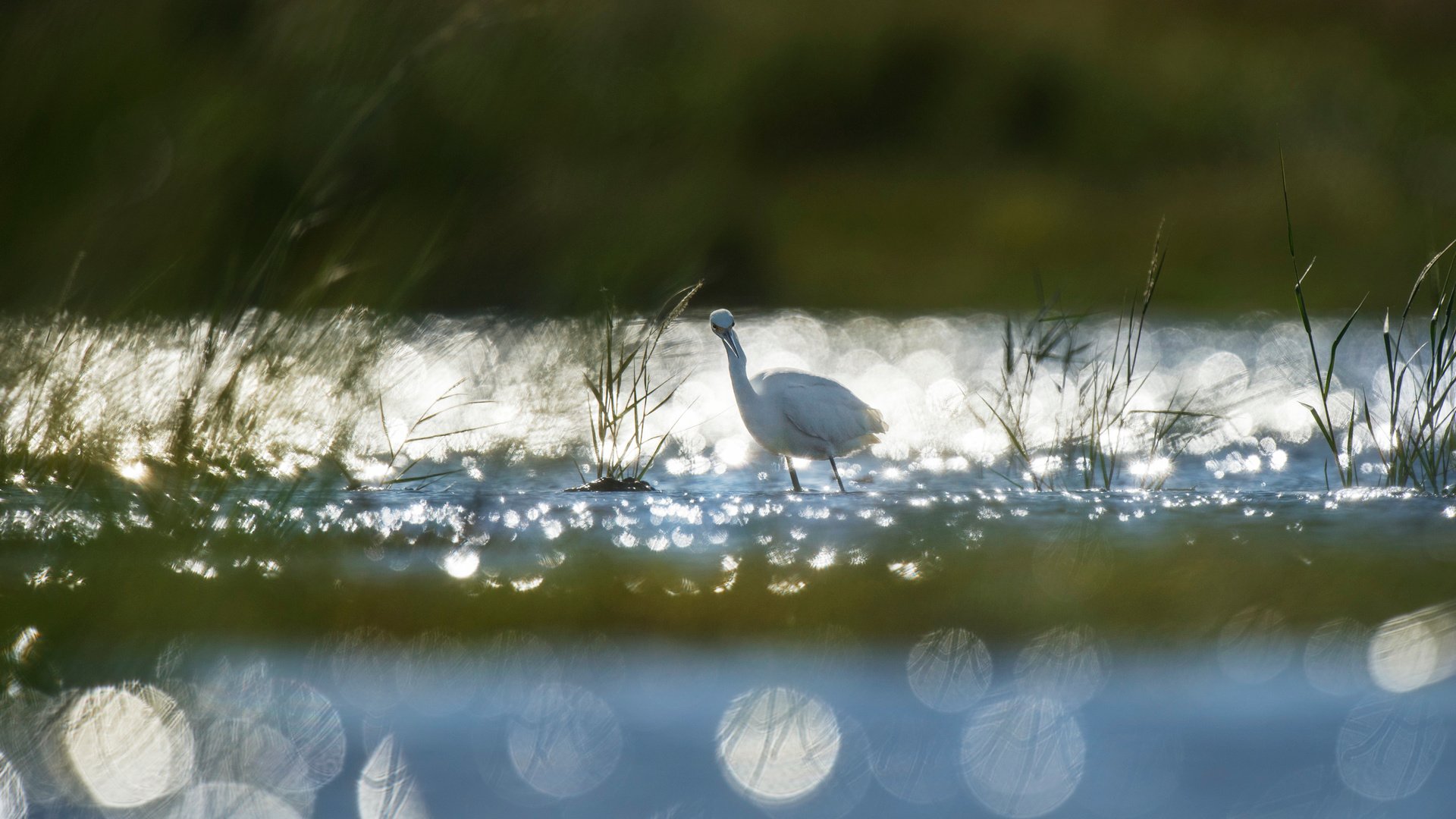 Обои трава, озеро, рассвет, птица, животное, холодно, лебедь, ray hennessy, grass, lake, dawn, bird, animal, cold, swan разрешение 4524x3011 Загрузить