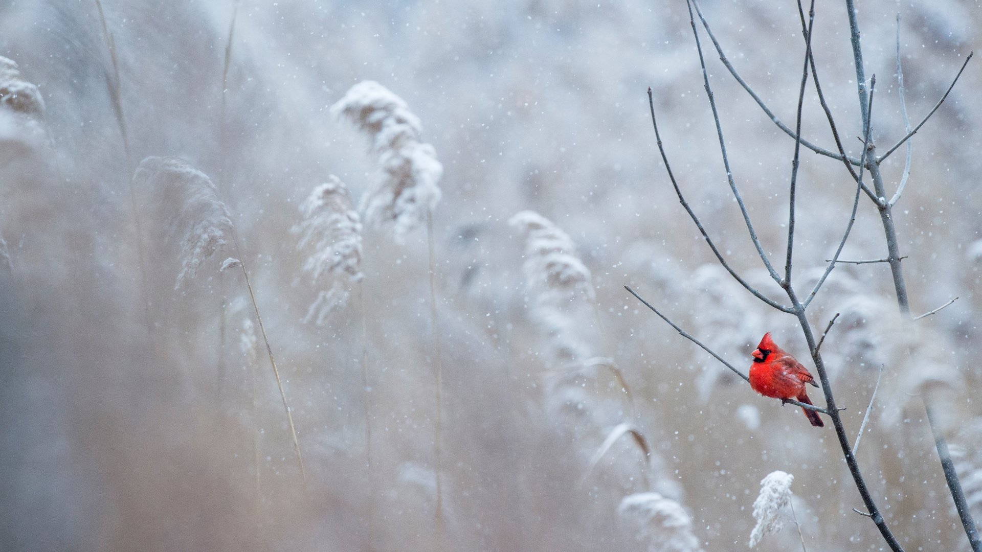 Обои снег, зима, птица, кардинал, ray hennessy, snow, winter, bird, cardinal разрешение 4667x3106 Загрузить