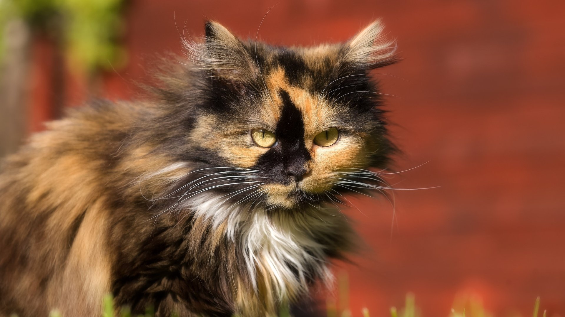 Обои фон, кот, кошка, взгляд, background, cat, look разрешение 2048x1280 Загрузить