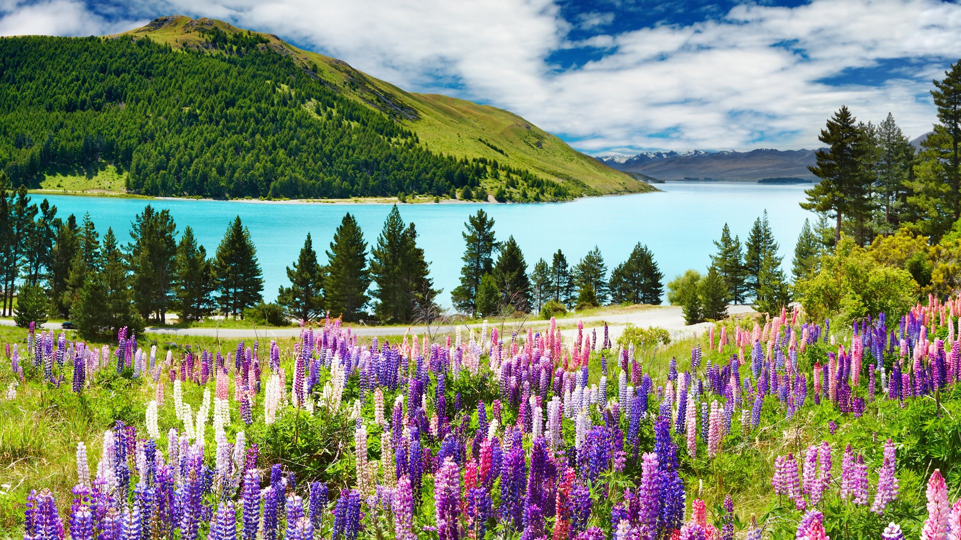 Обои небо, цветы, облака, река, горы, лес, люпины, the sky, flowers, clouds, river, mountains, forest, lupins разрешение 1920x1200 Загрузить