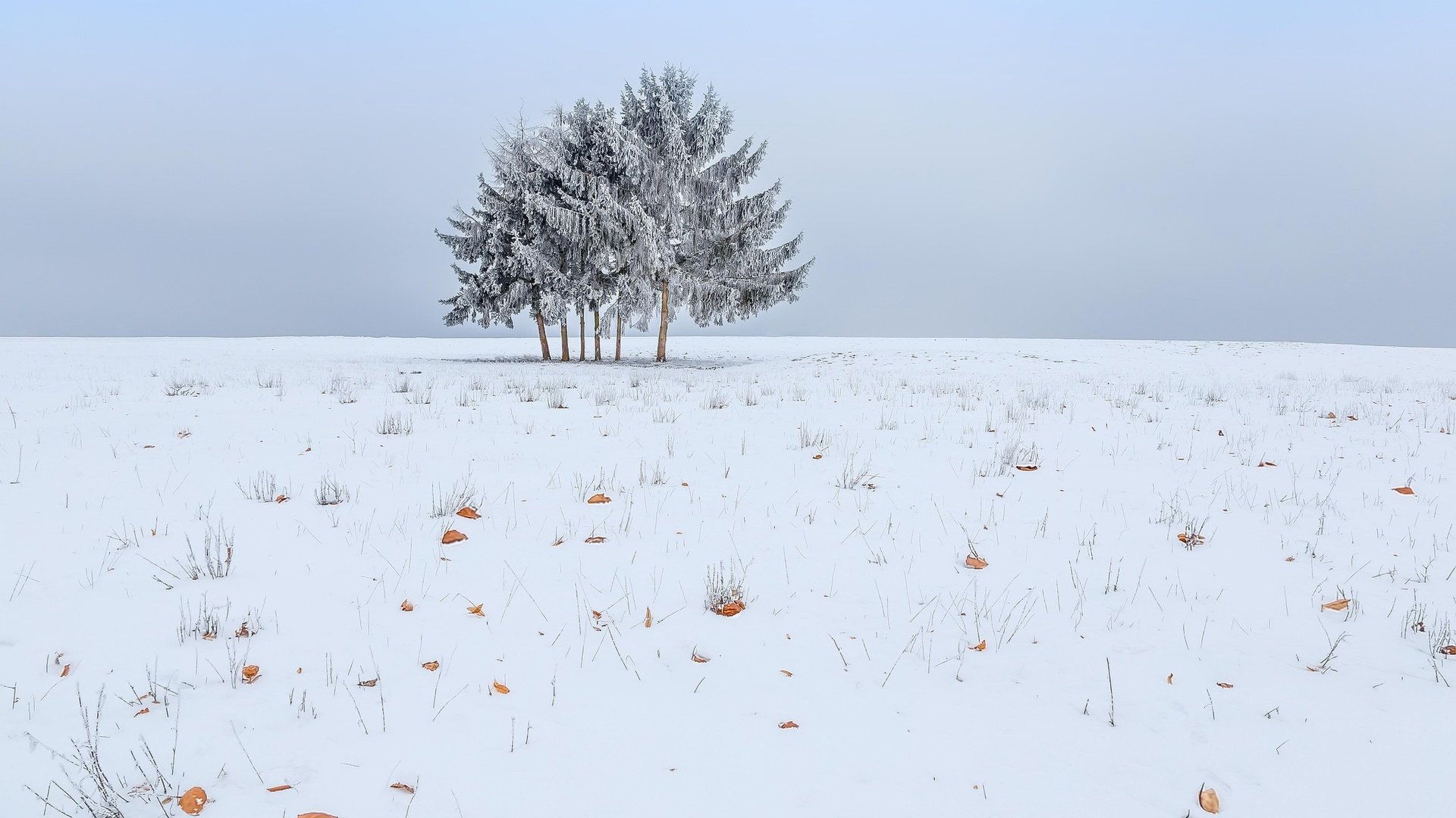 Обои небо, снег, дерево, зима, поле, the sky, snow, tree, winter, field разрешение 2048x1365 Загрузить