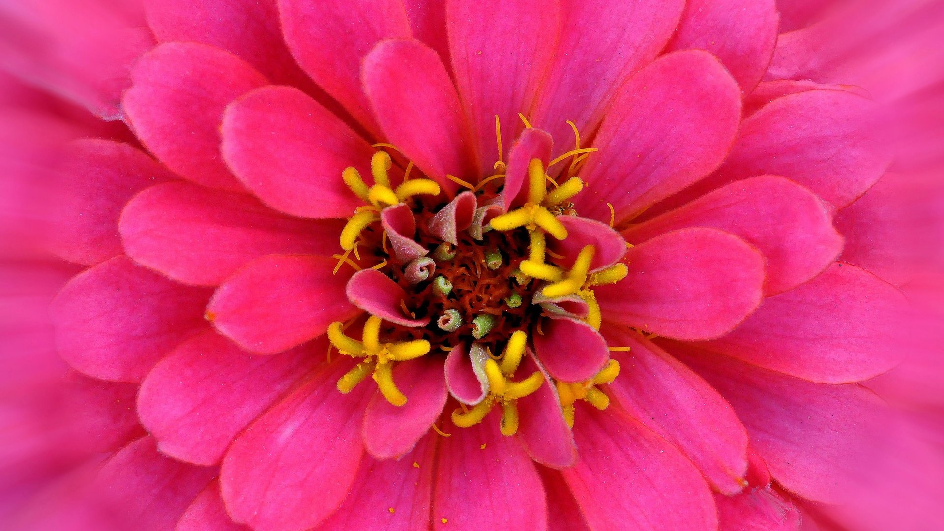 Обои макро, цветок, лепестки, розовый, цинния, macro, flower, petals, pink, zinnia разрешение 2880x1861 Загрузить