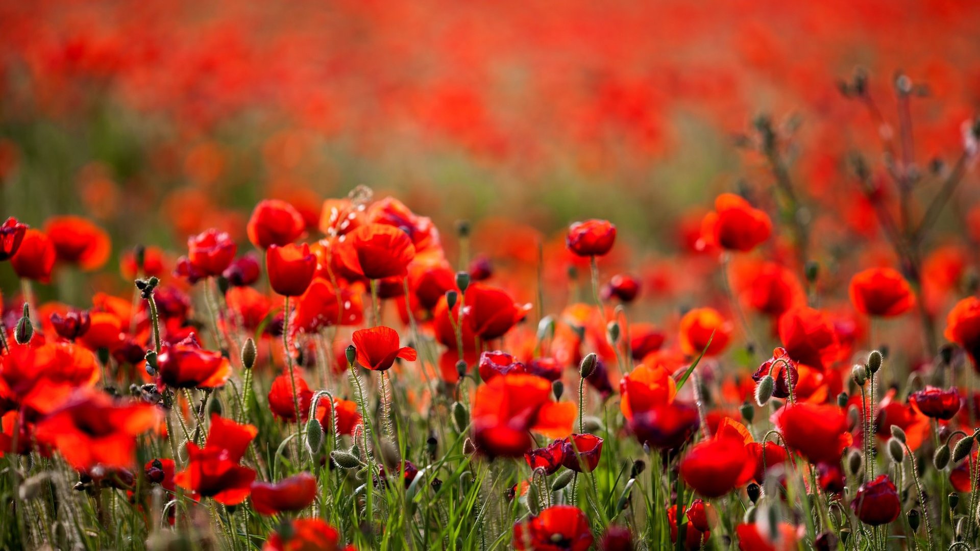 Обои цветы, поле, лето, красные, маки, боке, flowers, field, summer, red, maki, bokeh разрешение 2048x1365 Загрузить