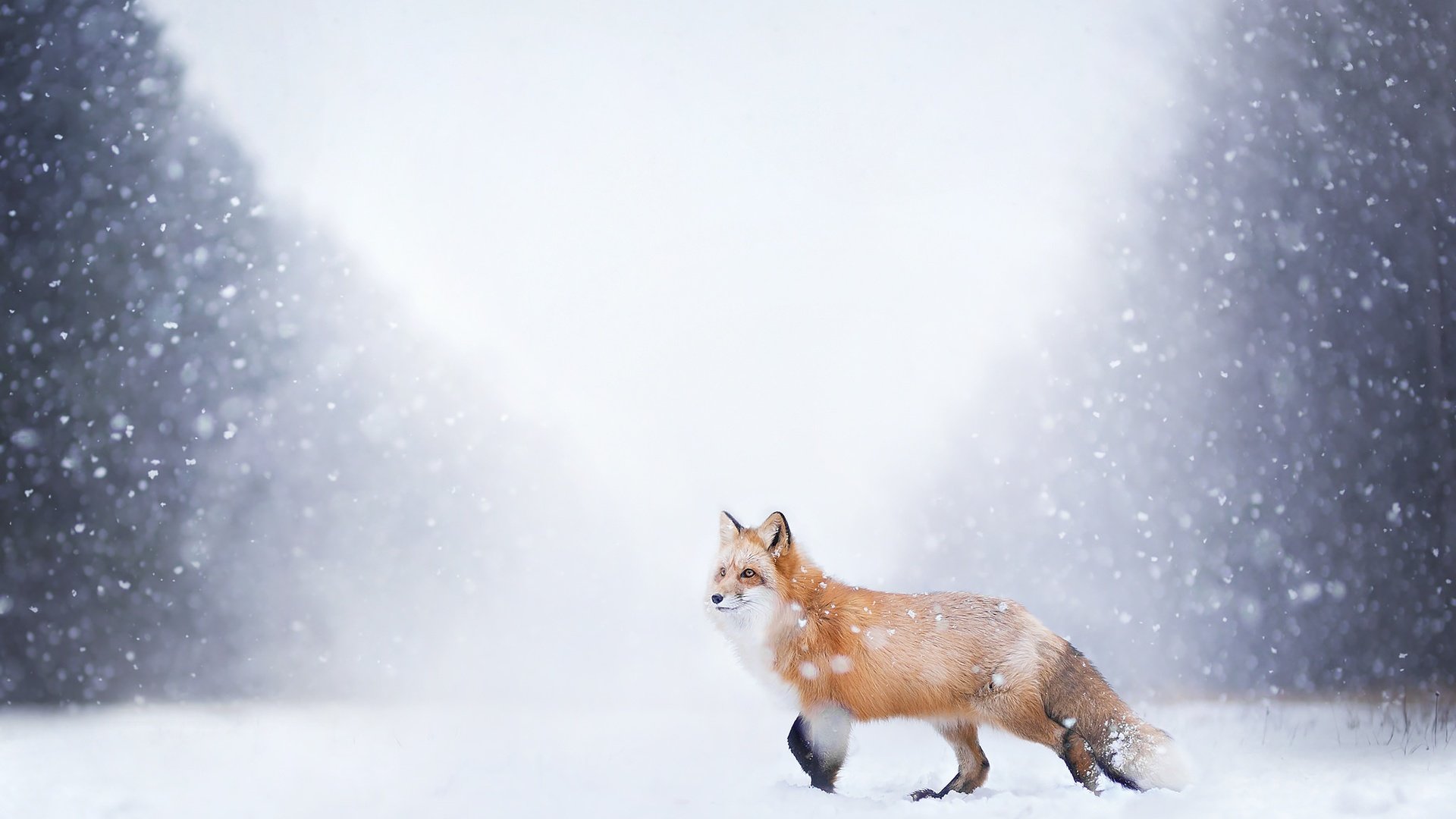 Обои снег, природа, лес, зима, лиса, лисица, хвост, snow, nature, forest, winter, fox, tail разрешение 2048x1365 Загрузить