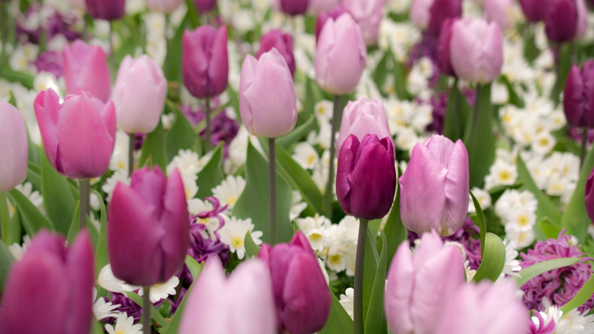 Обои цветы, бутоны, весна, тюльпаны, примула, гиацинт, flowers, buds, spring, tulips, primula, hyacinth разрешение 2400x1600 Загрузить