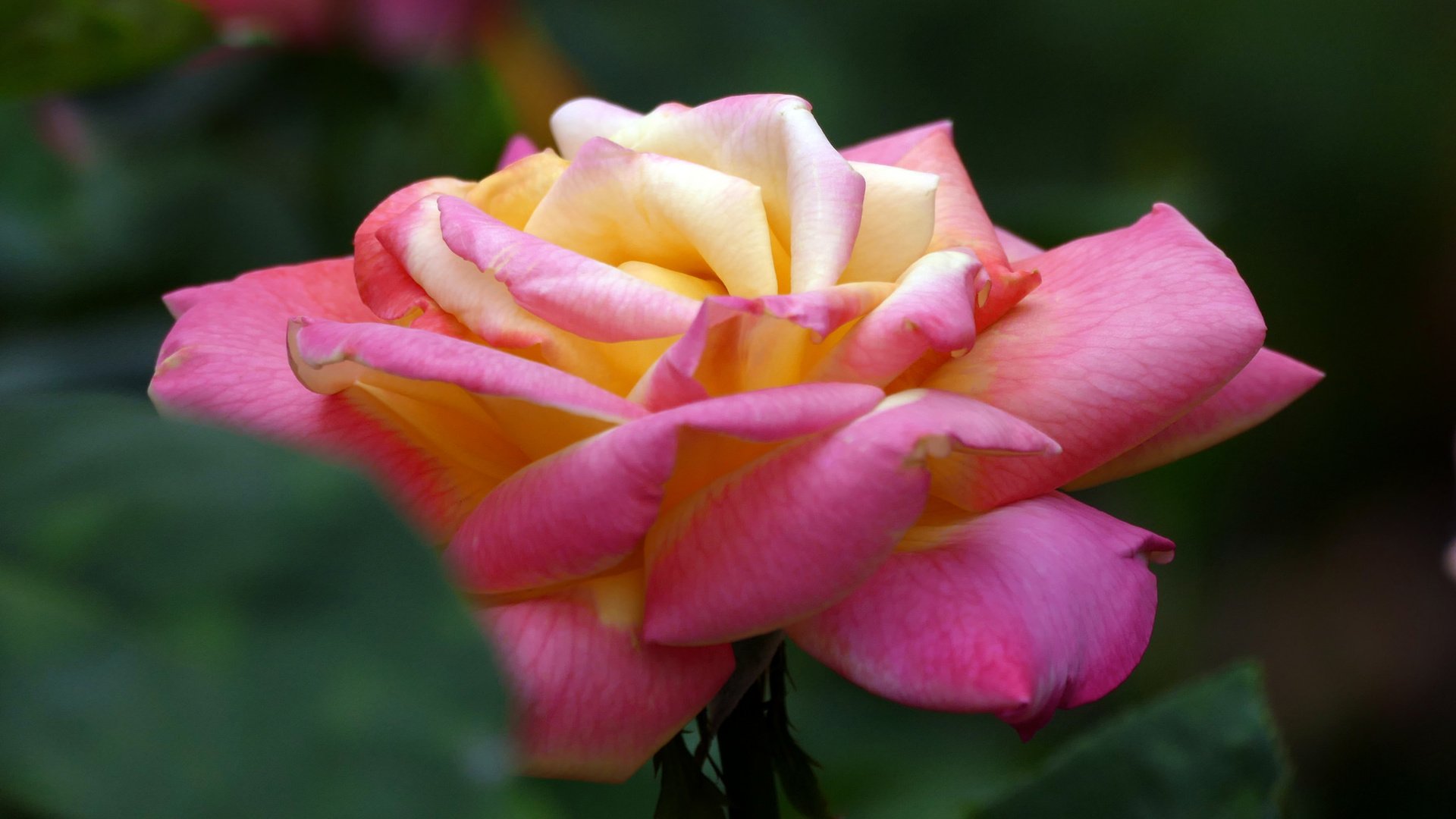 Обои цветы, цветок, роза, лепестки, бутон, flowers, flower, rose, petals, bud разрешение 2048x1365 Загрузить
