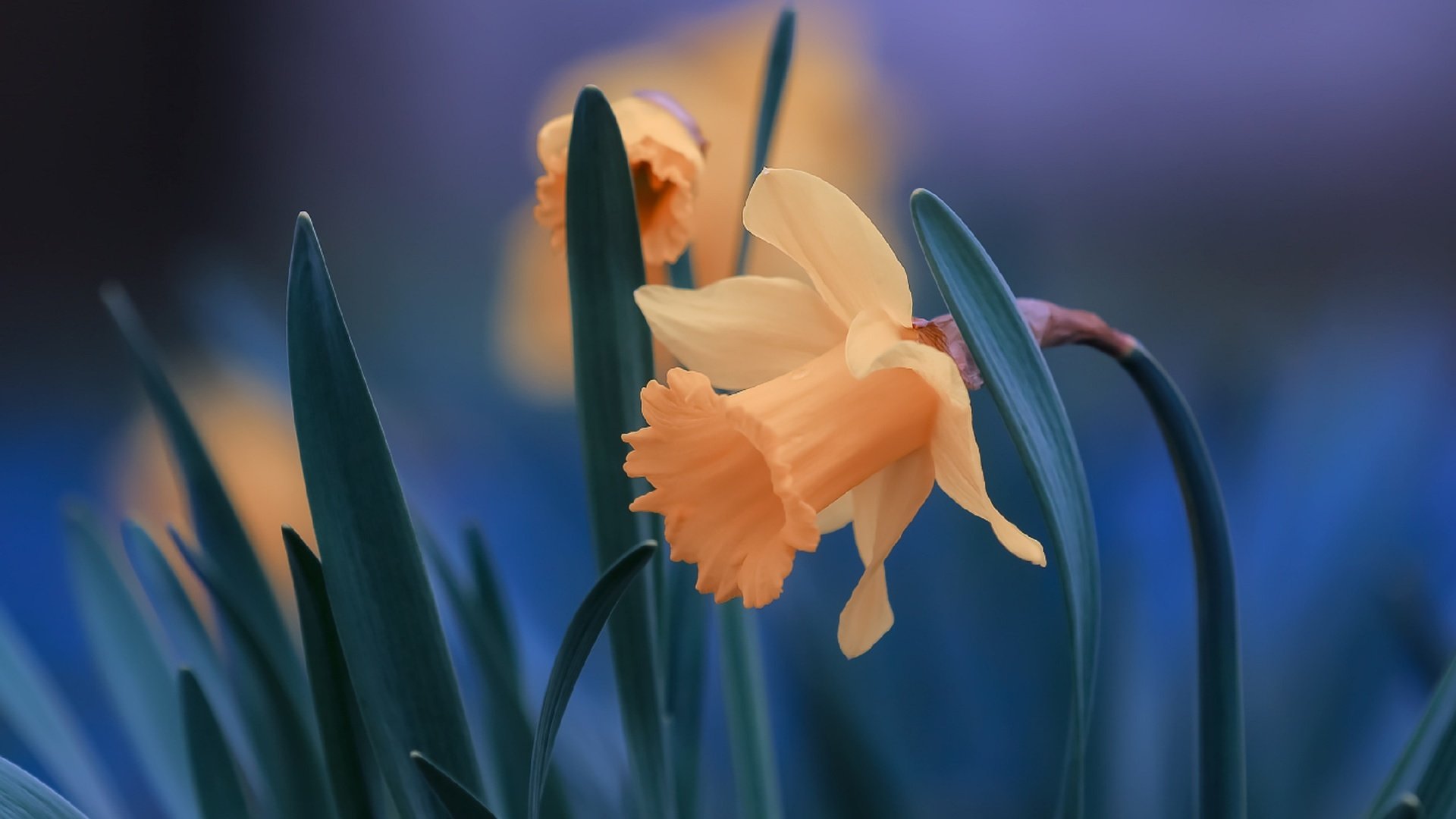 Обои цветы, листья, крупный план, нарциссы, flowers, leaves, close-up, daffodils разрешение 2560x1706 Загрузить