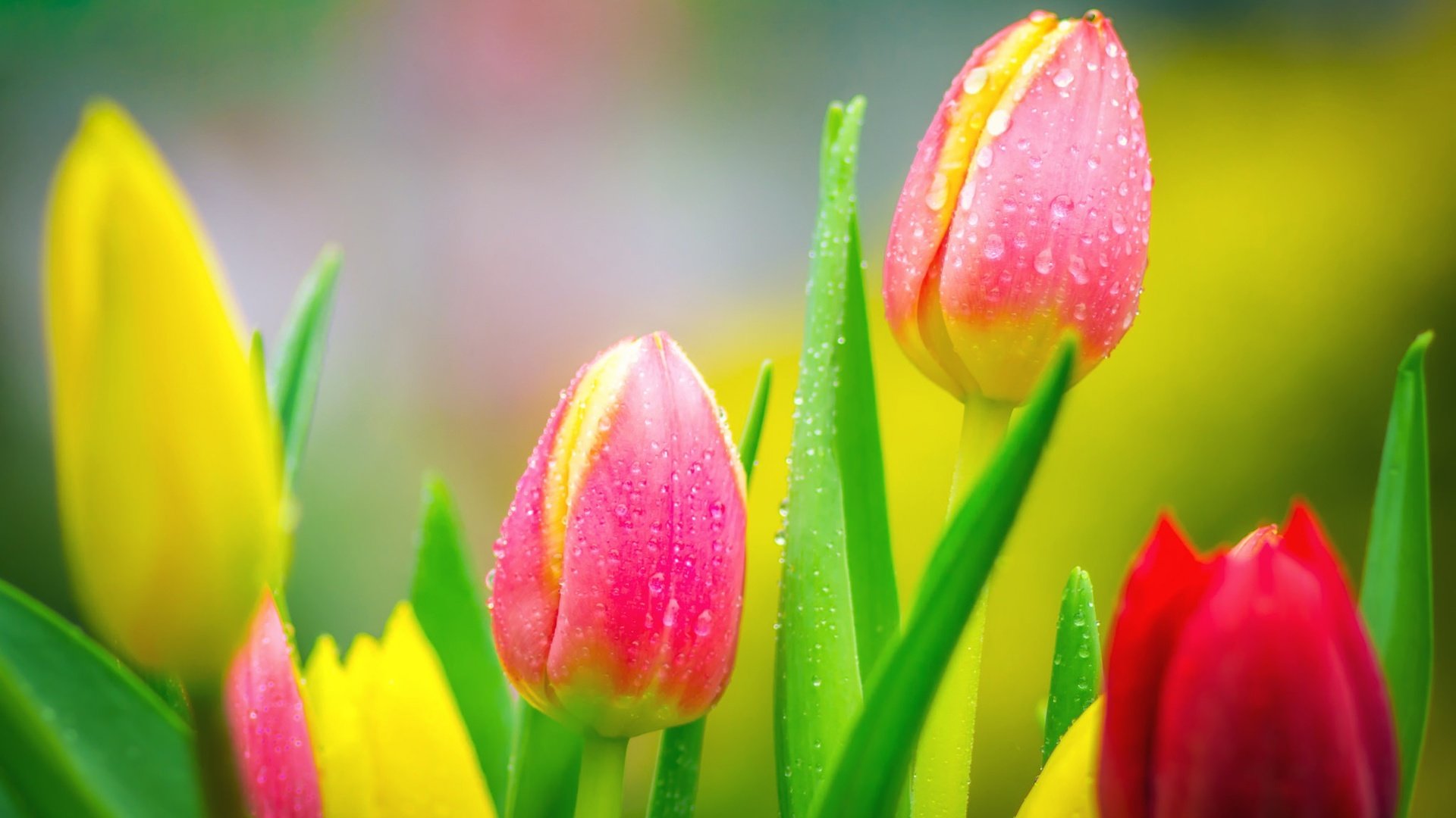 Обои цветы, природа, бутоны, фон, капли, весна, тюльпаны, яркие, flowers, nature, buds, background, drops, spring, tulips, bright разрешение 2048x1366 Загрузить