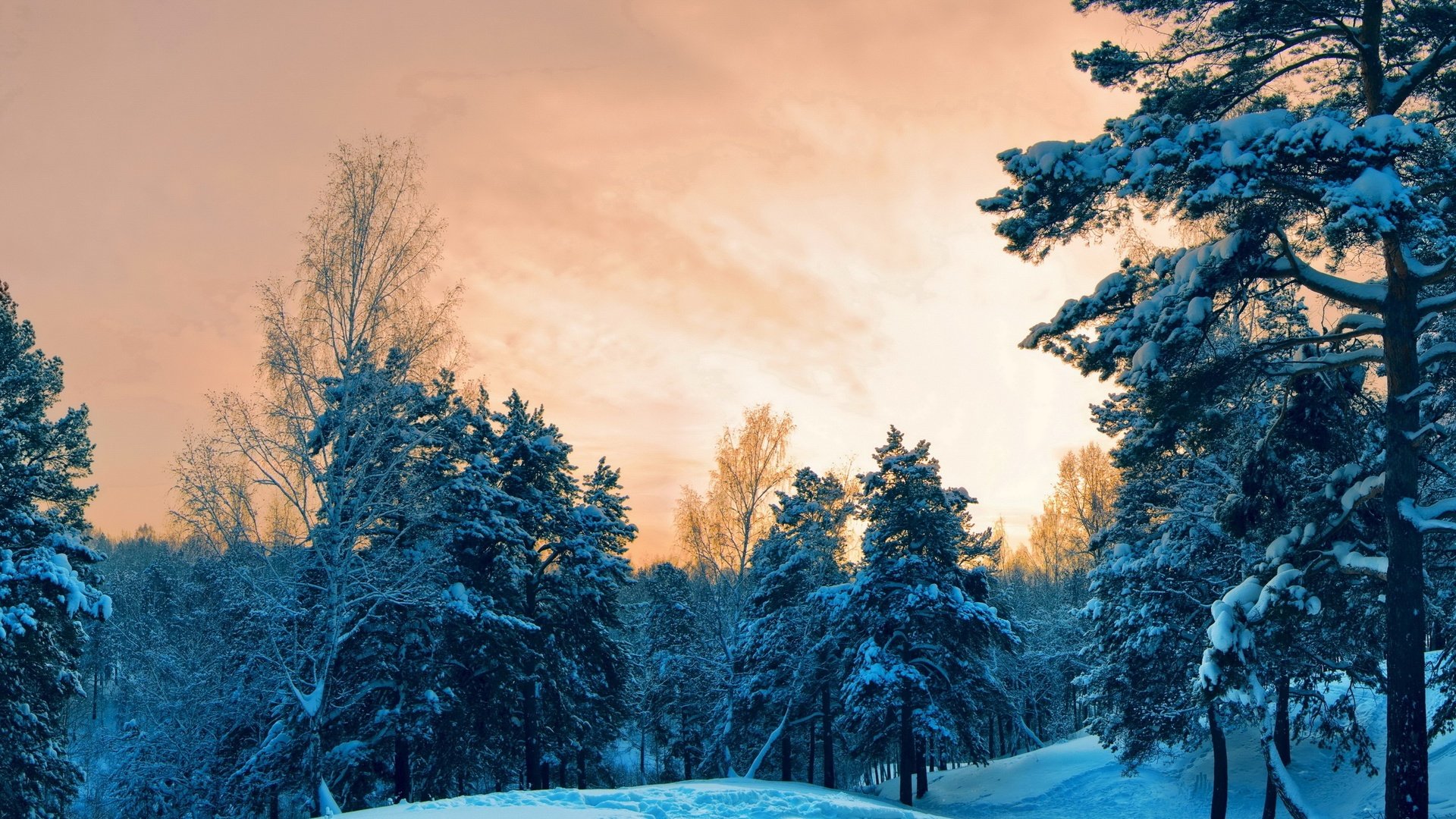 Обои деревья, снег, лес, закат, зима, trees, snow, forest, sunset, winter разрешение 2560x1600 Загрузить
