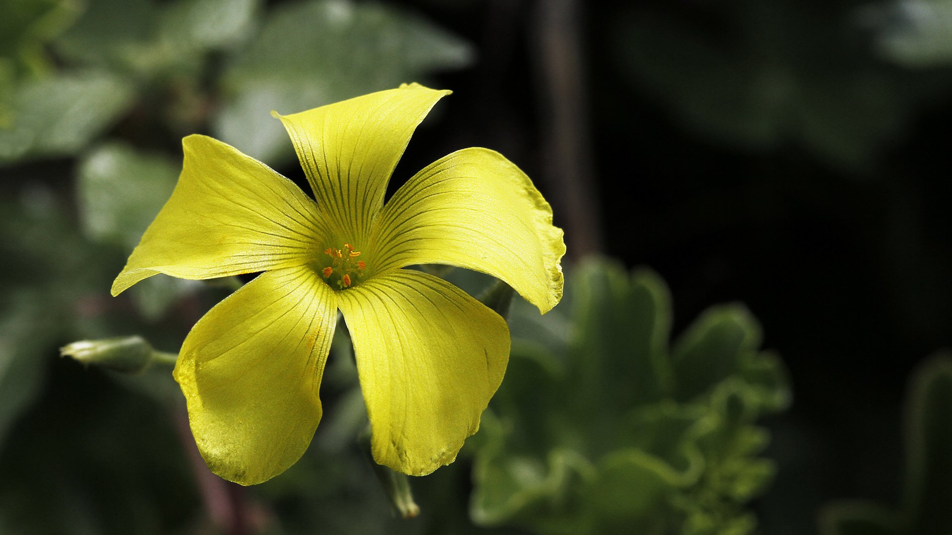 Обои природа, листья, фон, цветок, лепестки, желтые, кислица, davide lopresti, nature, leaves, background, flower, petals, yellow, oxalis разрешение 2000x1333 Загрузить