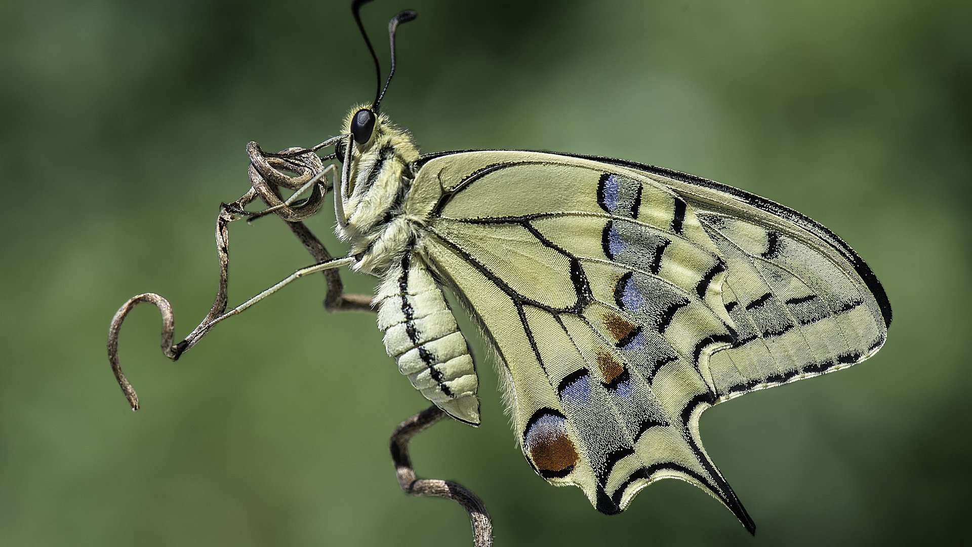 Обои природа, насекомое, фон, бабочка, davide lopresti, махаон, nature, insect, background, butterfly, swallowtail разрешение 4385x2927 Загрузить