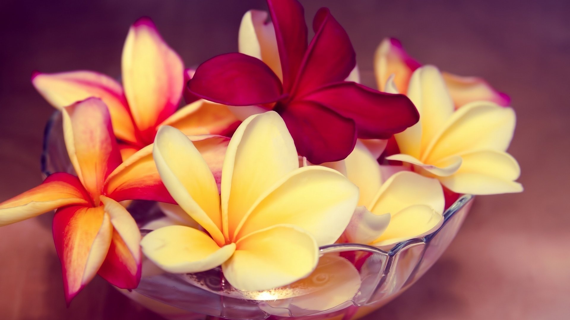 Обои цветы, экзотика, миска, плюмерия, франжипани, flowers, exotic, bowl, plumeria, frangipani разрешение 2048x1365 Загрузить