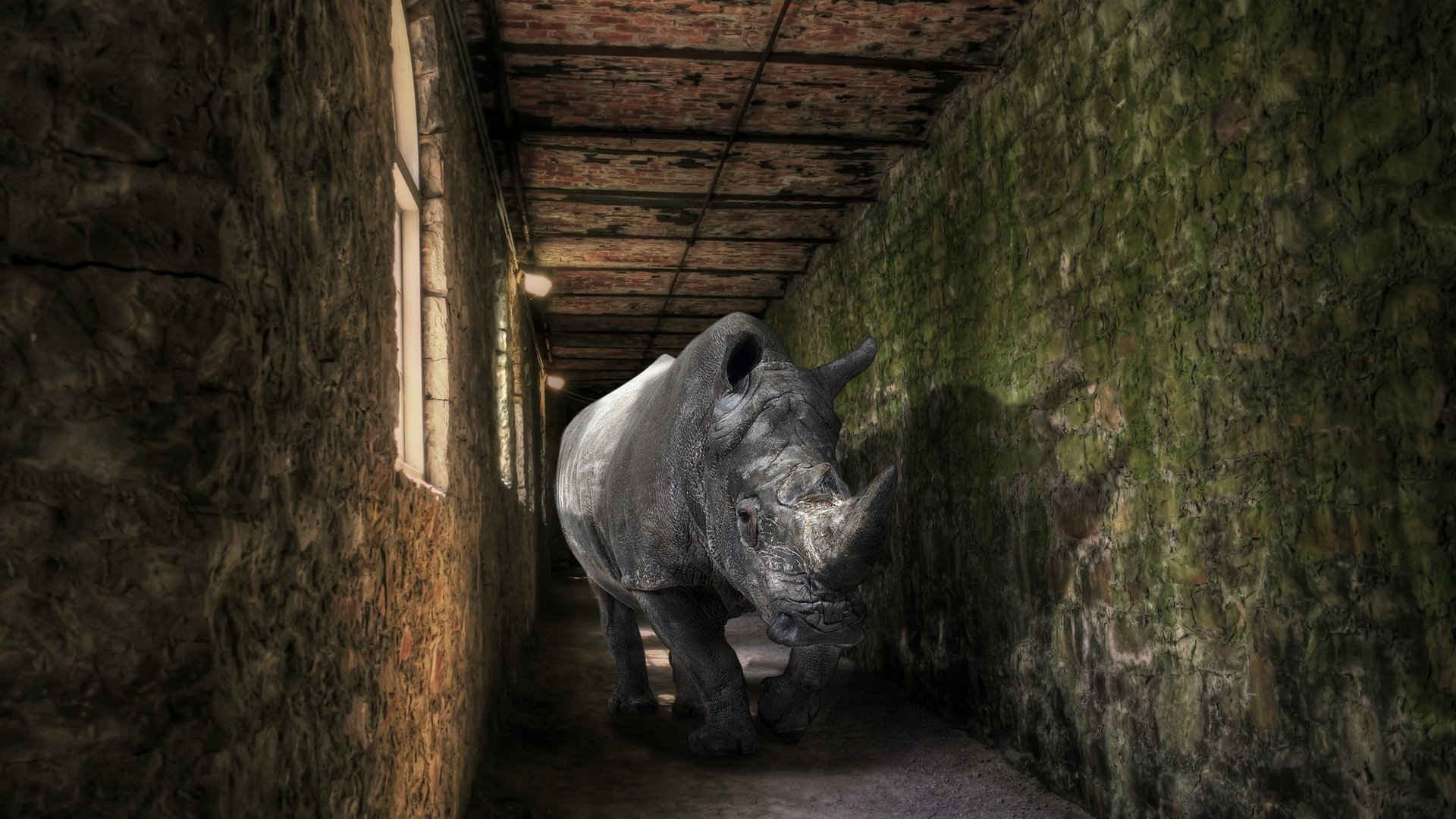 Обои фон, помещение, носорог, background, the room, rhino разрешение 1922x1201 Загрузить