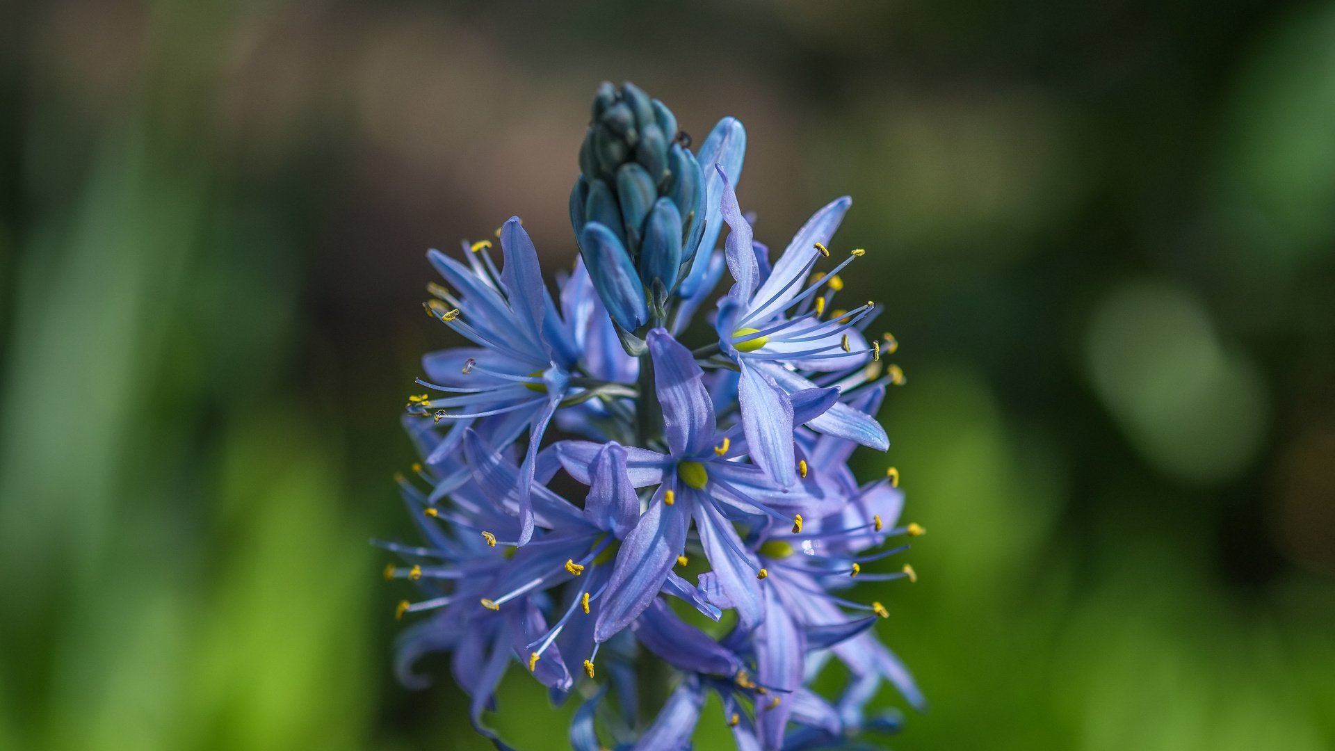 Обои цветы, размытость, растение, соцветия, агапантус, jazzmatica, flowers, blur, plant, inflorescence, agapanthus разрешение 4896x2760 Загрузить