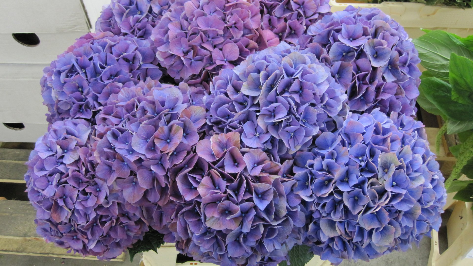 Обои цветы, соцветия, фиолетовые, гортензия, flowers, inflorescence, purple, hydrangea разрешение 4000x3000 Загрузить