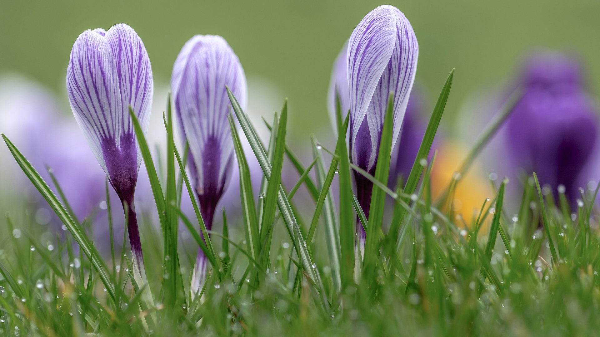 Обои цветы, трава, роса, капли, весна, крокусы, wouter de bruijn, flowers, grass, rosa, drops, spring, crocuses разрешение 3840x2400 Загрузить