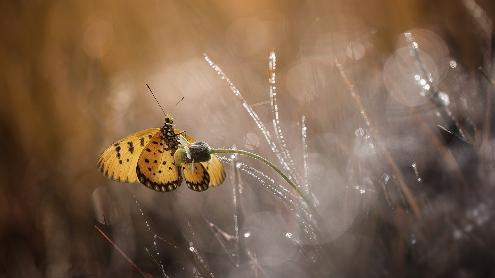 Обои цветы, макро, бабочка, flowers, macro, butterfly разрешение 1920x1200 Загрузить