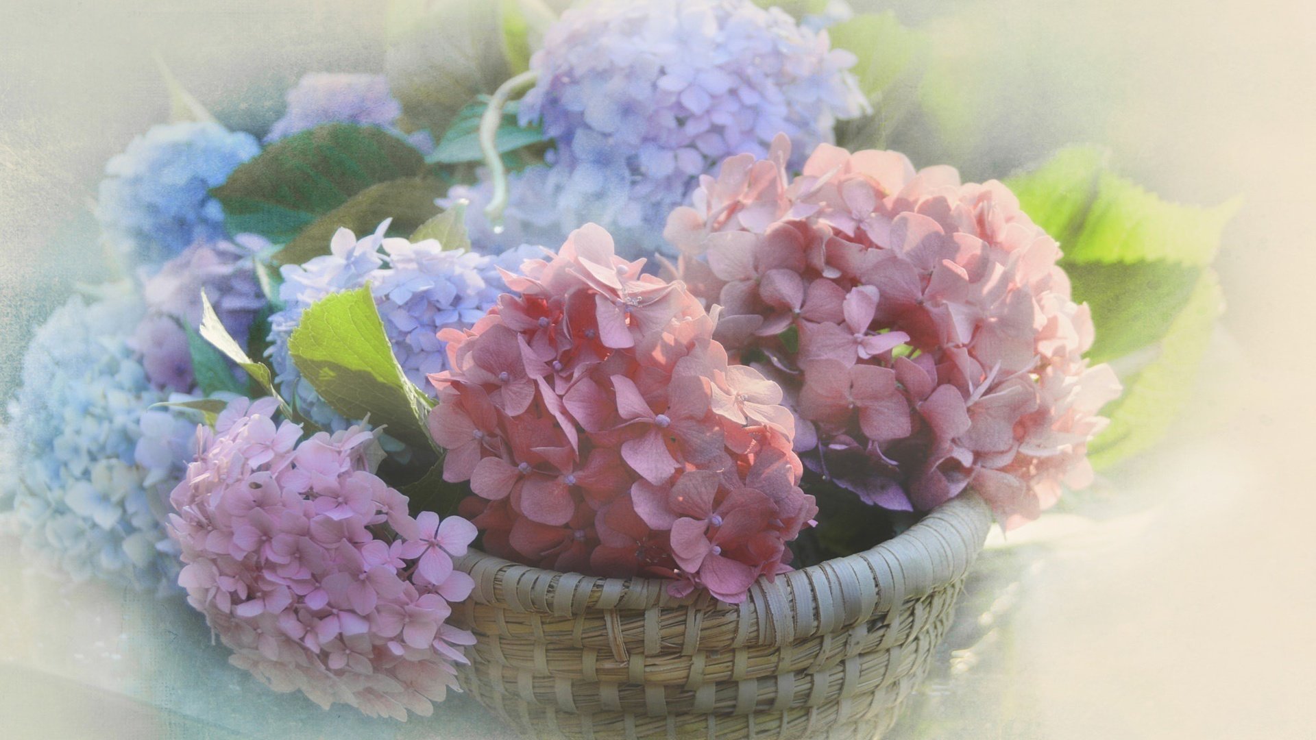 Обои цветы, размытость, соцветия, корзинка, гортензия, flowers, blur, inflorescence, basket, hydrangea разрешение 2048x1297 Загрузить