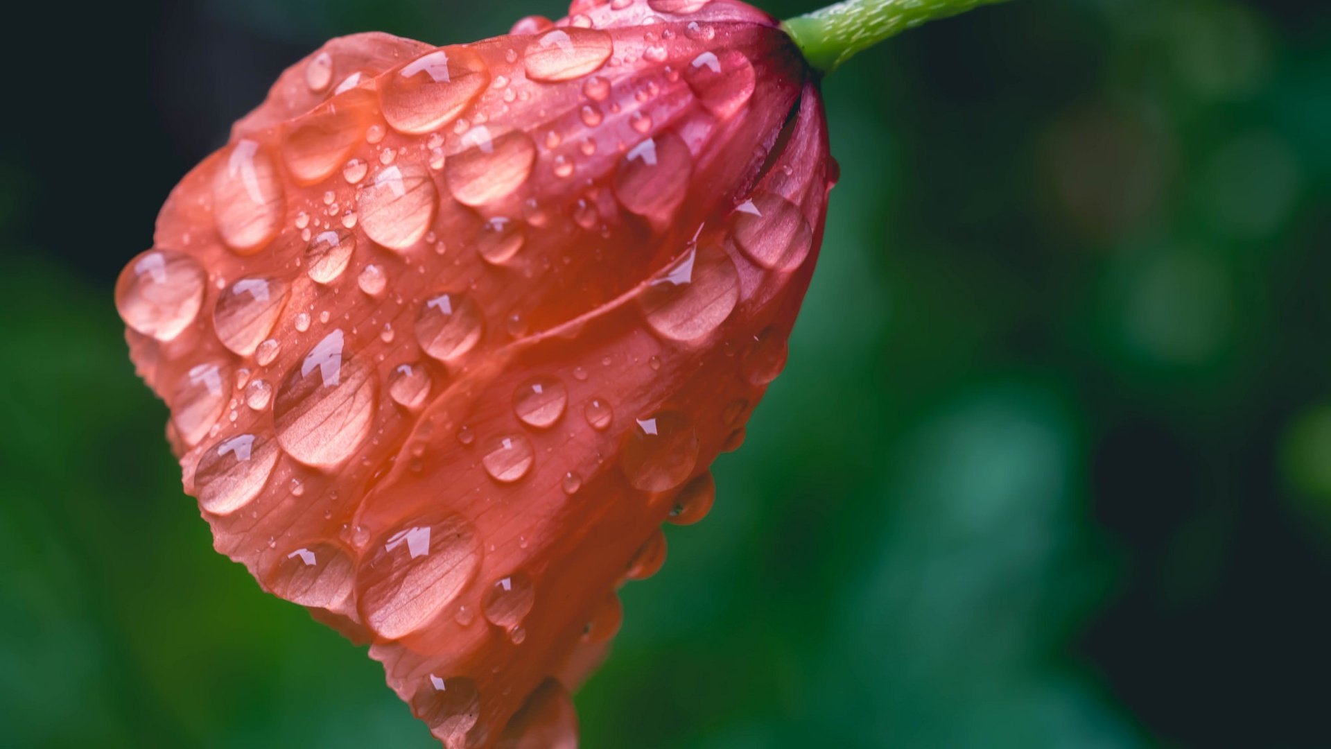 Обои макро, цветок, капли, мак, macro, flower, drops, mac разрешение 2048x1365 Загрузить