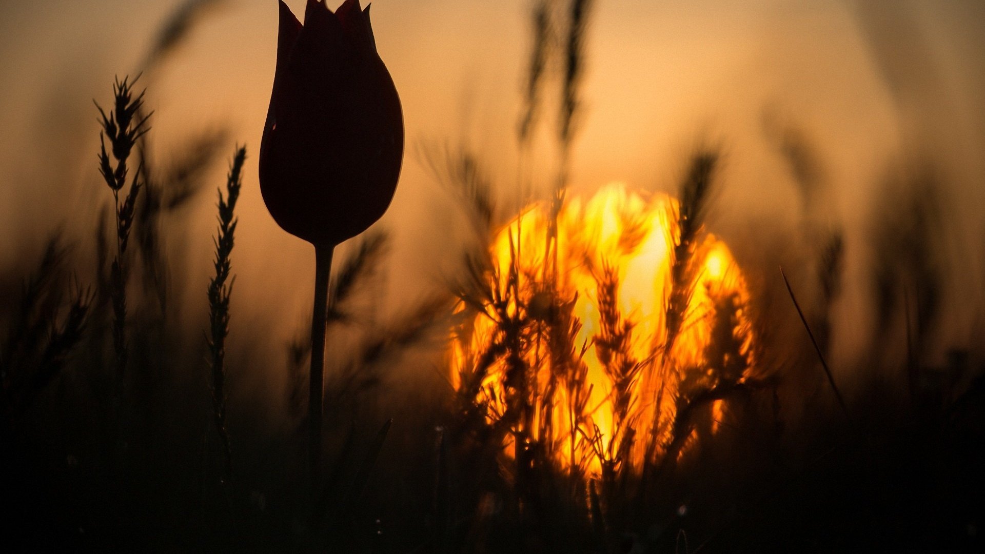 Обои трава, закат, цветок, колоски, силуэт, тюльпан, стебель, grass, sunset, flower, spikelets, silhouette, tulip, stem разрешение 1920x1280 Загрузить