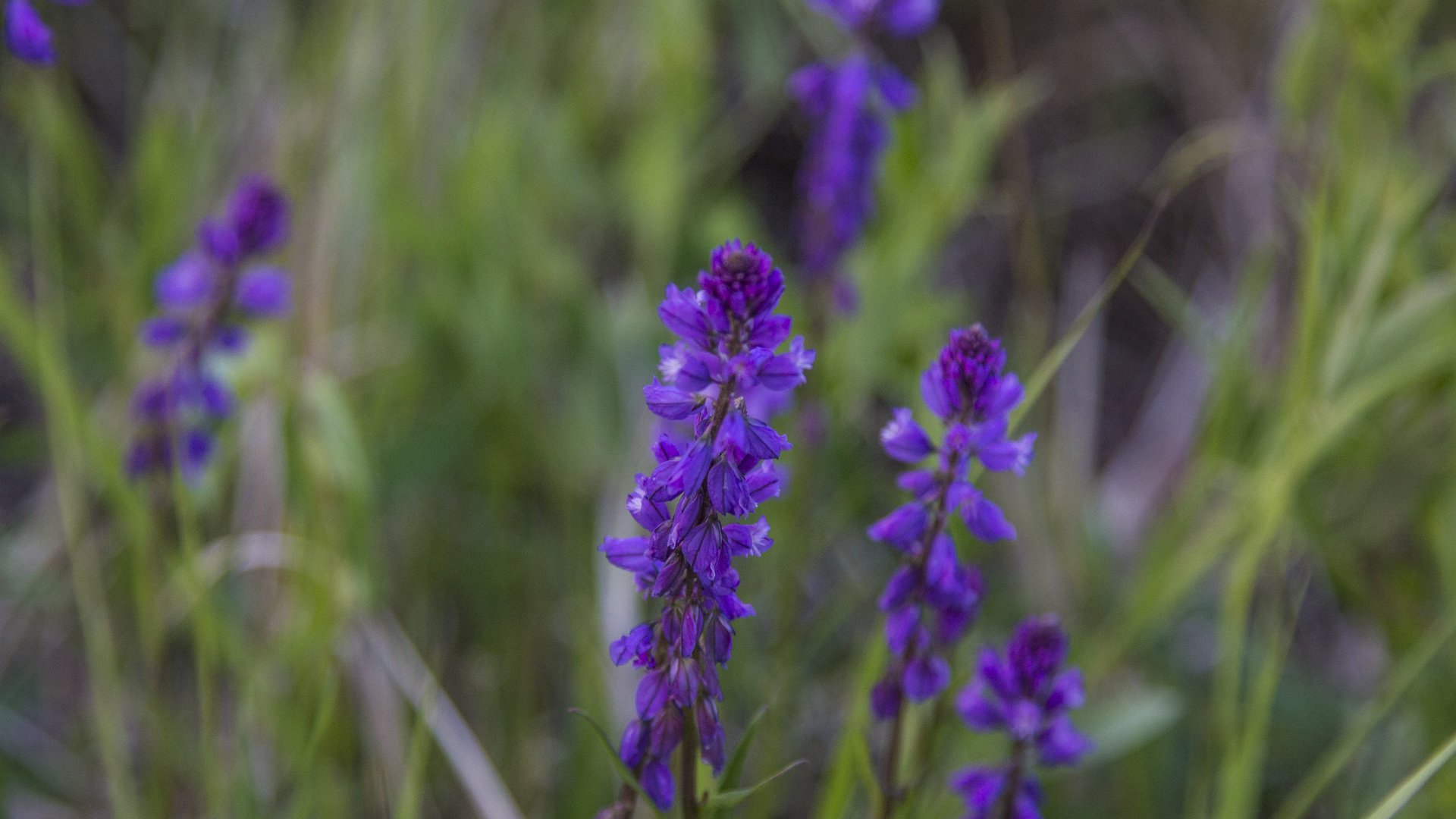 Обои цветы, природа, фон, полевые цветы, flowers, nature, background, wildflowers разрешение 5184x3456 Загрузить