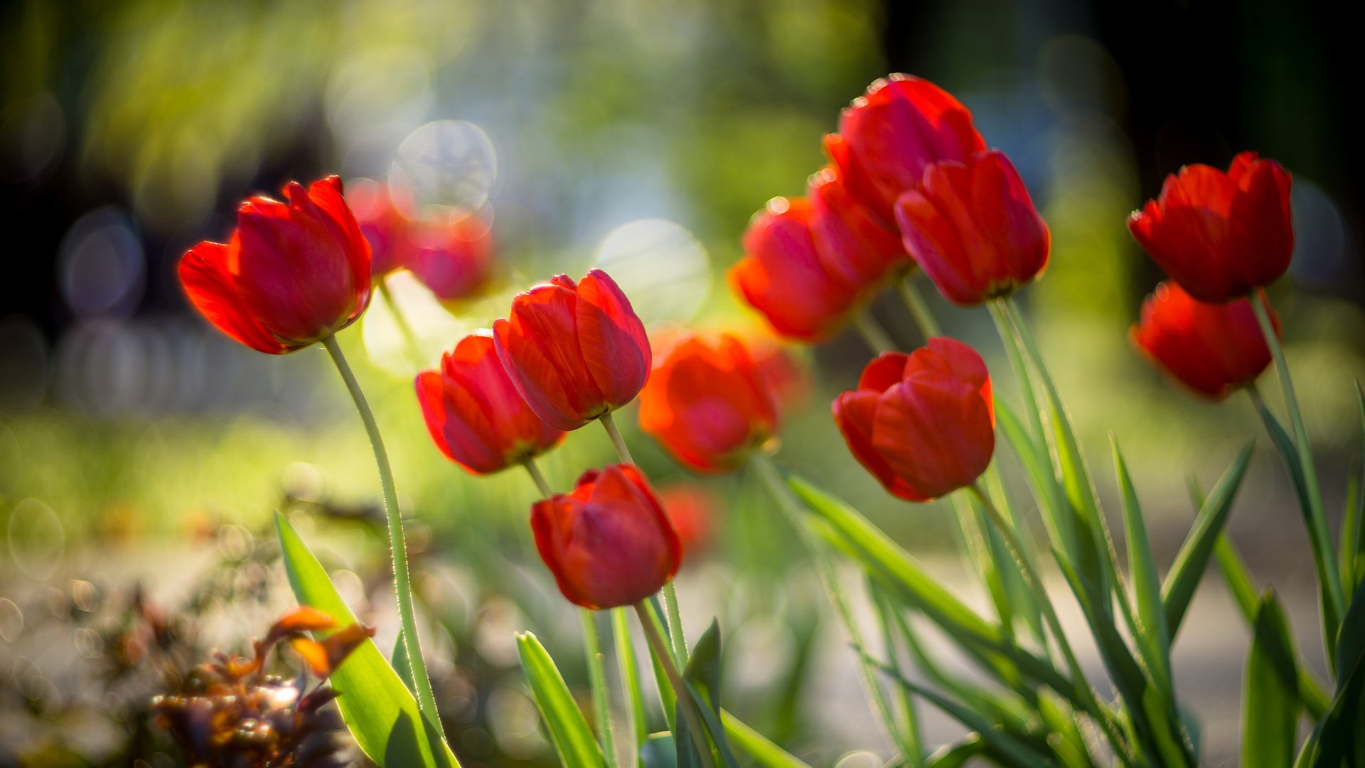 Обои цветы, бутоны, красные, весна, тюльпаны, боке, sorin mutu, flowers, buds, red, spring, tulips, bokeh разрешение 3840x2400 Загрузить