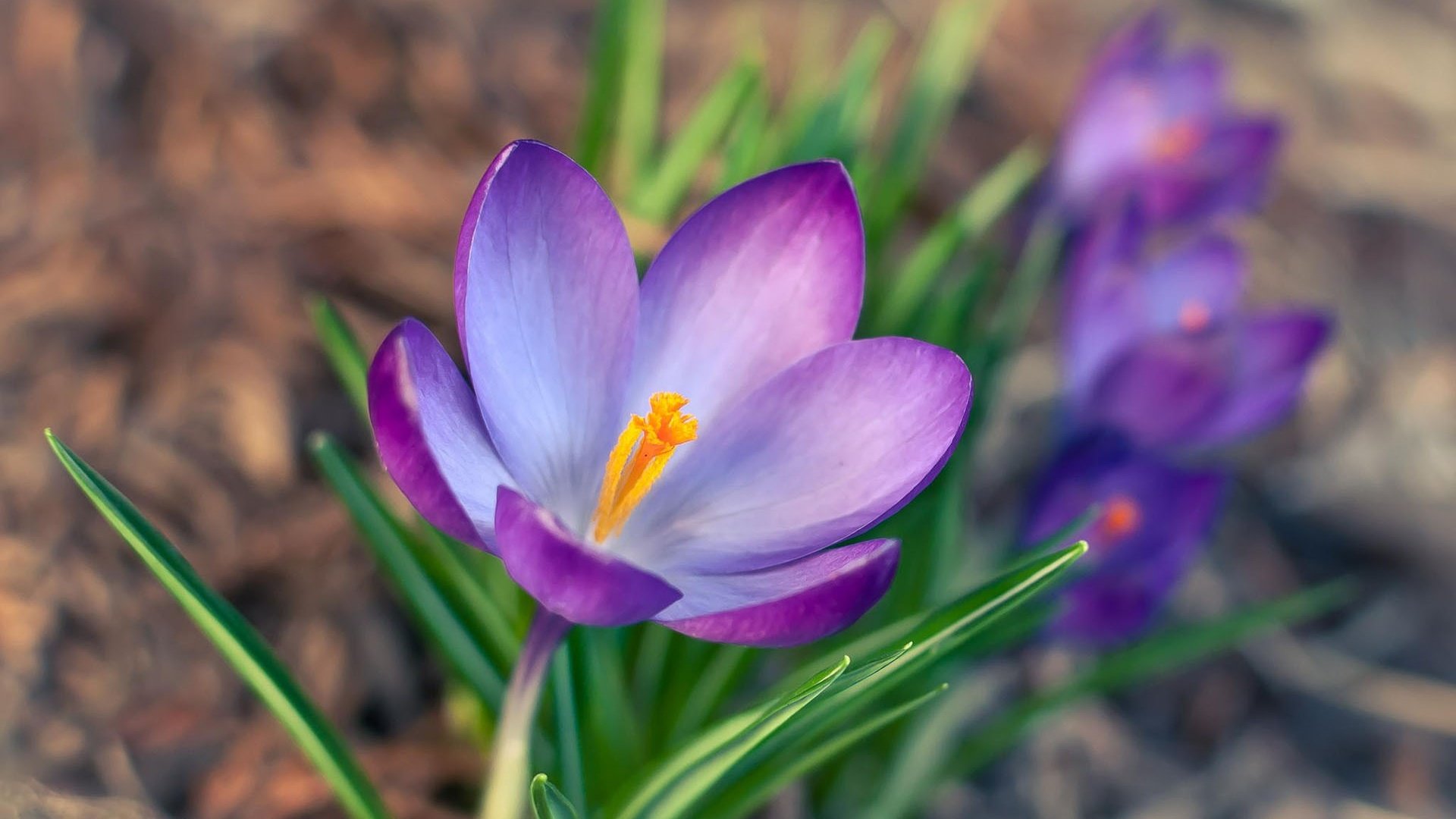 Обои цветы, лепестки, весна, крокус, шафран, flowers, petals, spring, krokus, saffron разрешение 1920x1200 Загрузить