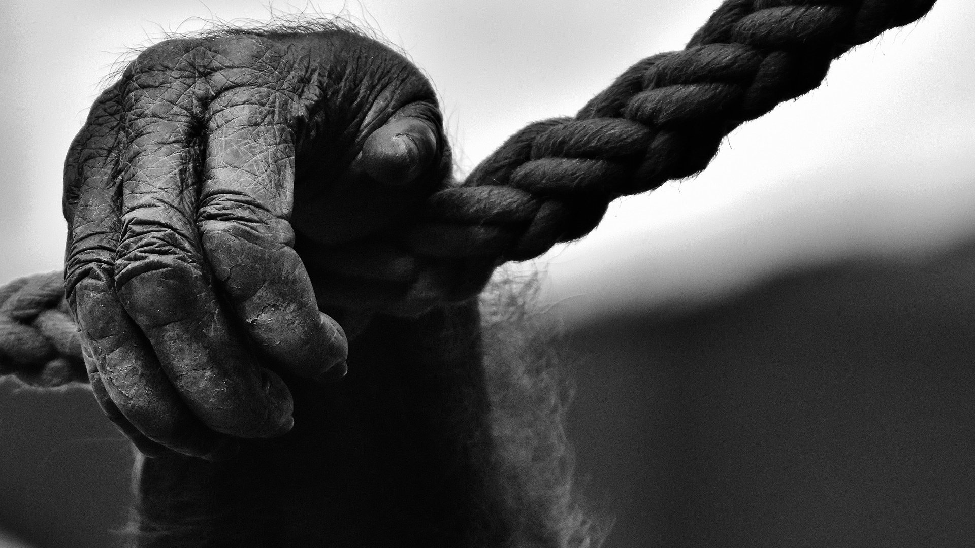 Обои чёрно-белое, веревка, лапа, обезьяна, горилла, black and white, rope, paw, monkey, gorilla разрешение 1920x1185 Загрузить