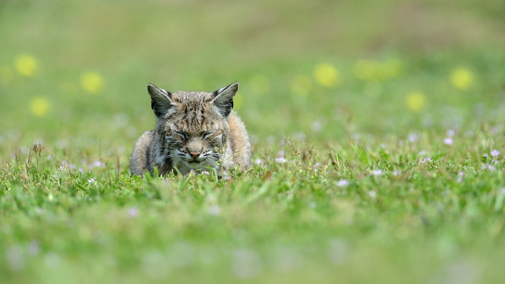 Обои морда, дремлет, кошка на траве, рысь, сон, лежит, хищник, отдых, уши, дикая кошка, face, cat on the grass, lynx, sleep, lies, predator, stay, ears, wild cat разрешение 2048x1367 Загрузить