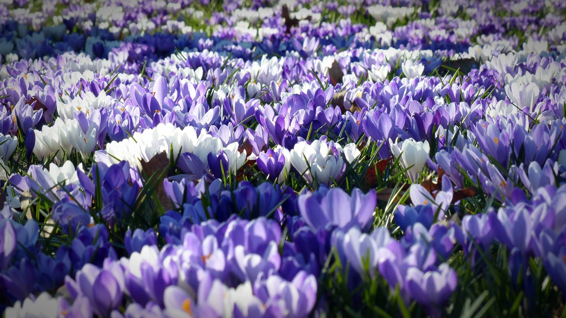 Обои цветы, лепестки, весна, белые, фиолетовые, крокусы, flowers, petals, spring, white, purple, crocuses разрешение 4000x2250 Загрузить