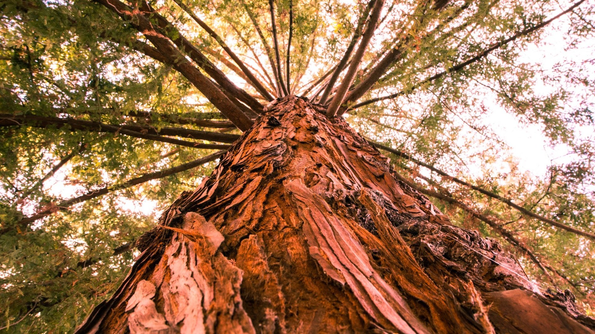 Обои дерево, ветки, ствол, кора, вид снизу, tree, branches, trunk, bark, bottom view разрешение 2048x1365 Загрузить