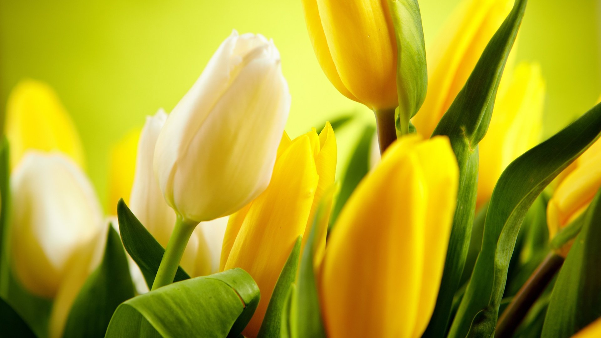 Обои цветы, бутоны, тюльпаны, белые, желтые, flowers, buds, tulips, white, yellow разрешение 4620x3744 Загрузить
