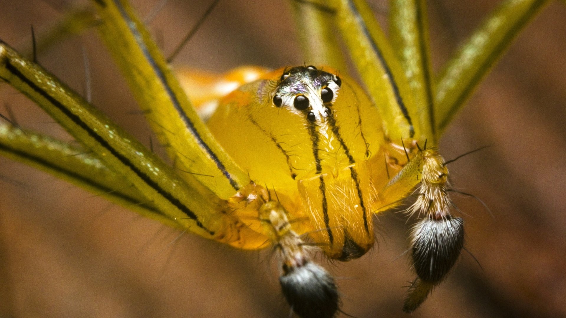 Обои паук, крупным планом, членистоногие, spider, closeup, arthropods разрешение 3931x2904 Загрузить