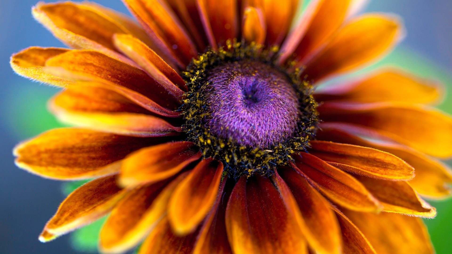 Обои цветы, макро, лепестки, тычинки, эхинацея, рудбекия, flowers, macro, petals, stamens, echinacea, rudbeckia разрешение 2048x1152 Загрузить