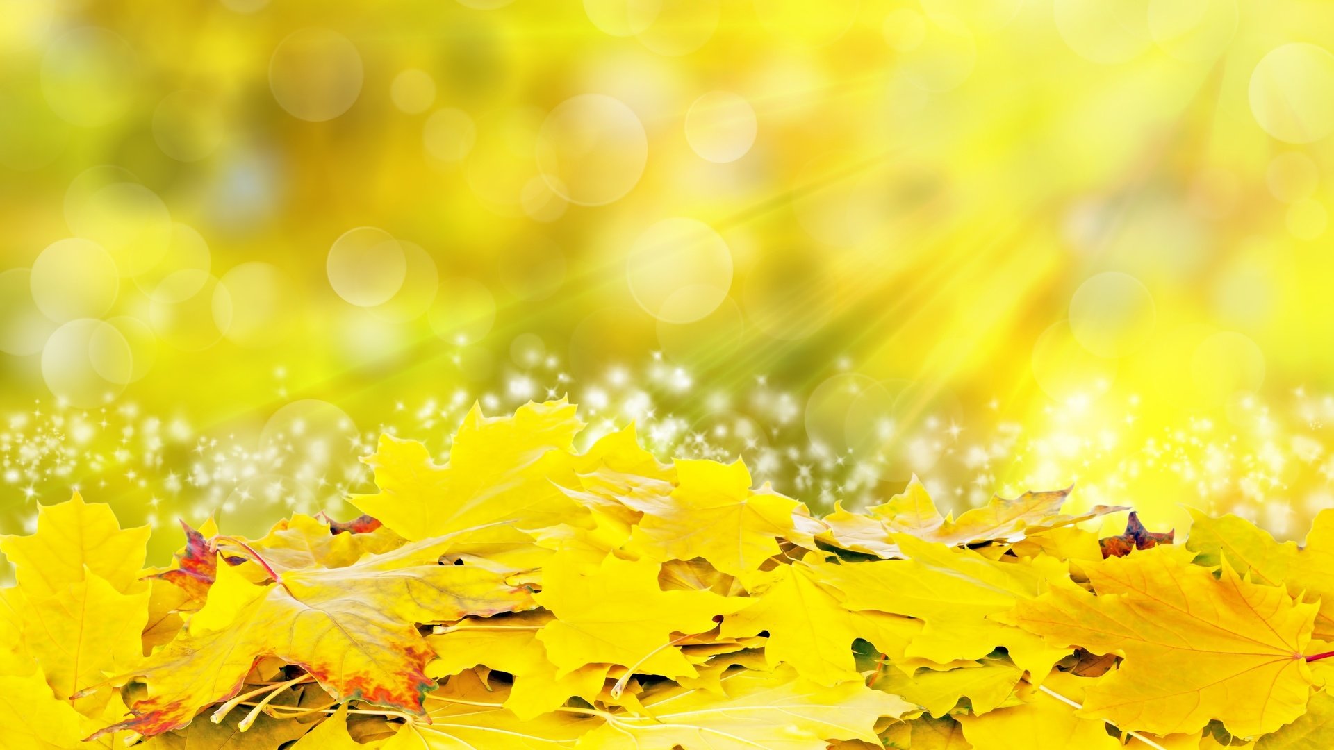 Обои листья, осень, блики, желтые, leaves, autumn, glare, yellow разрешение 4516x3014 Загрузить