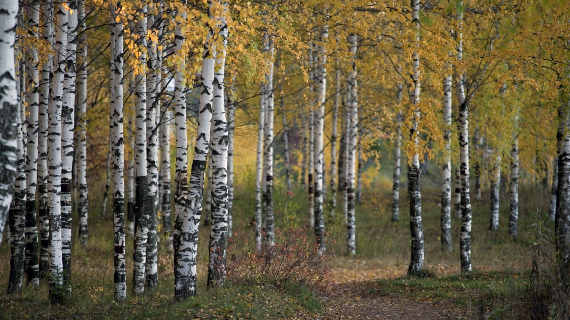 Обои деревья, природа, лес, осень, береза, роща, trees, nature, forest, autumn, birch, grove разрешение 1920x1192 Загрузить