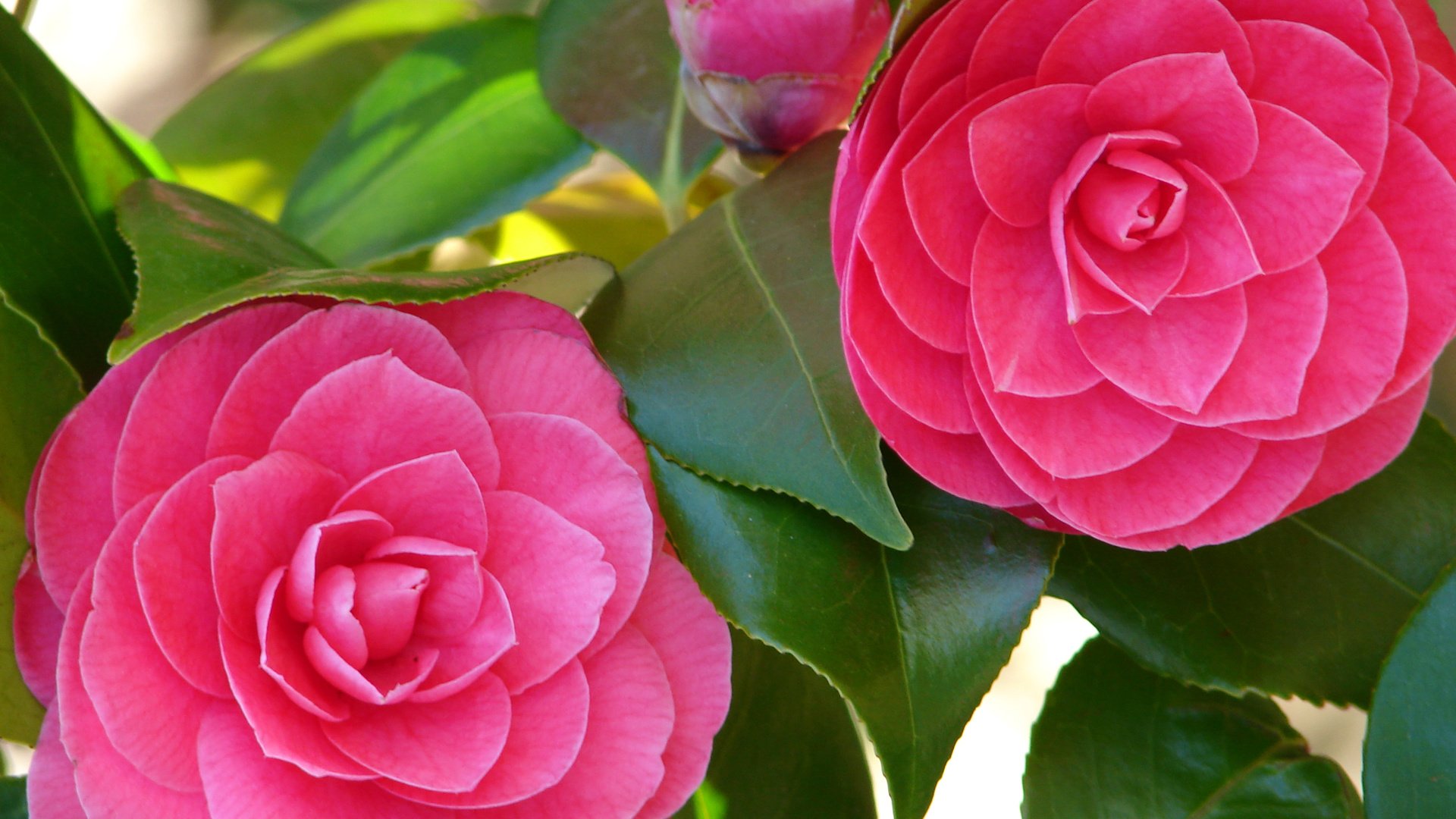 Обои цветы, листья, лепестки, розовые, камелия, flowers, leaves, petals, pink, camellia разрешение 2592x1944 Загрузить