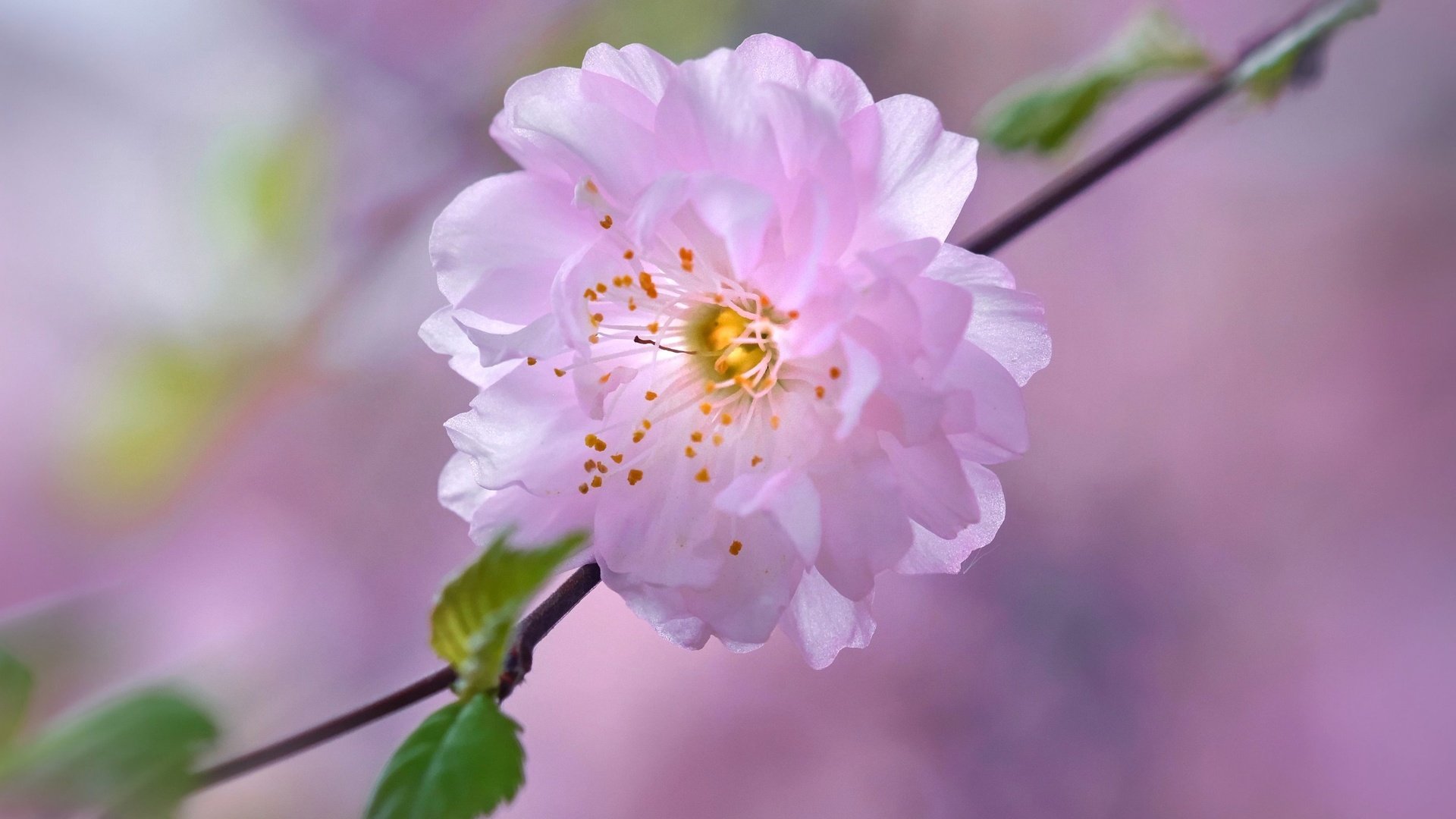 Обои цветок, лепестки, сад, весна, вишня, сакура, flower, petals, garden, spring, cherry, sakura разрешение 2880x1800 Загрузить