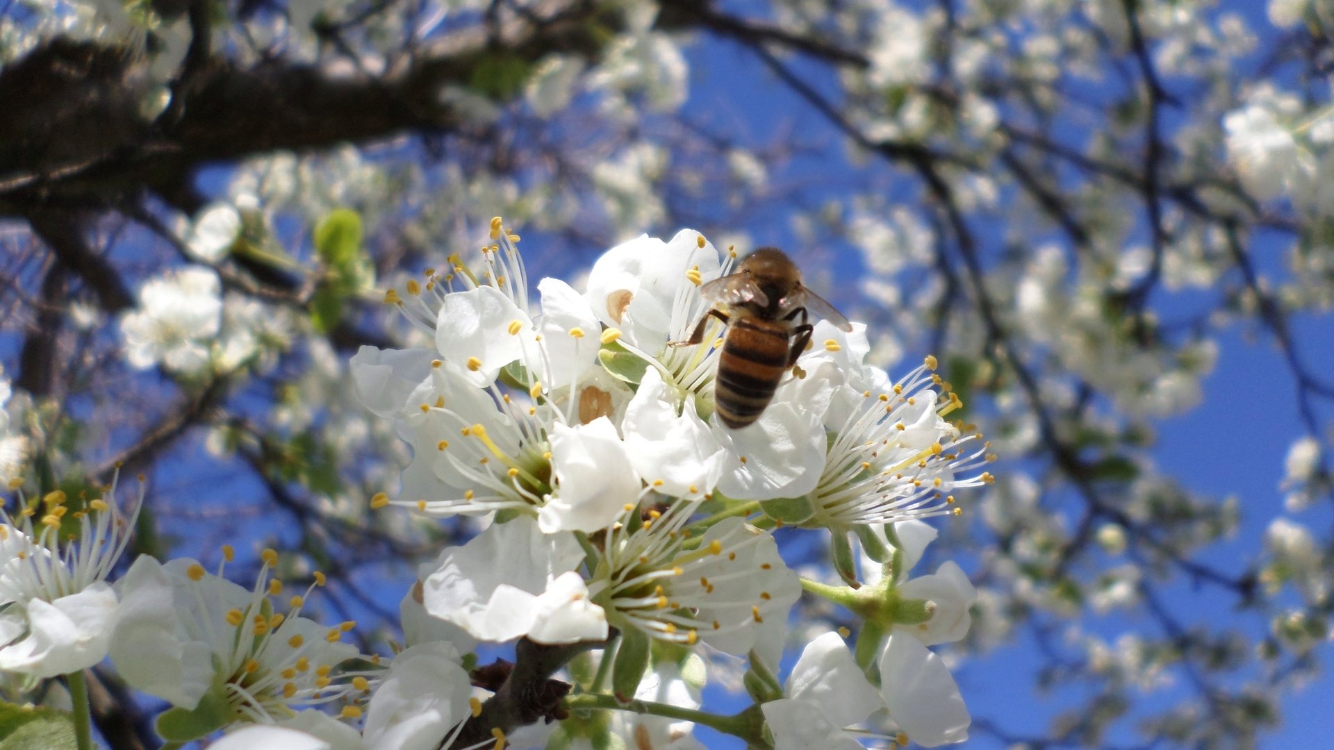 Обои цветение, пчела, слива, апрель, flowering, bee, drain, april разрешение 2560x1600 Загрузить