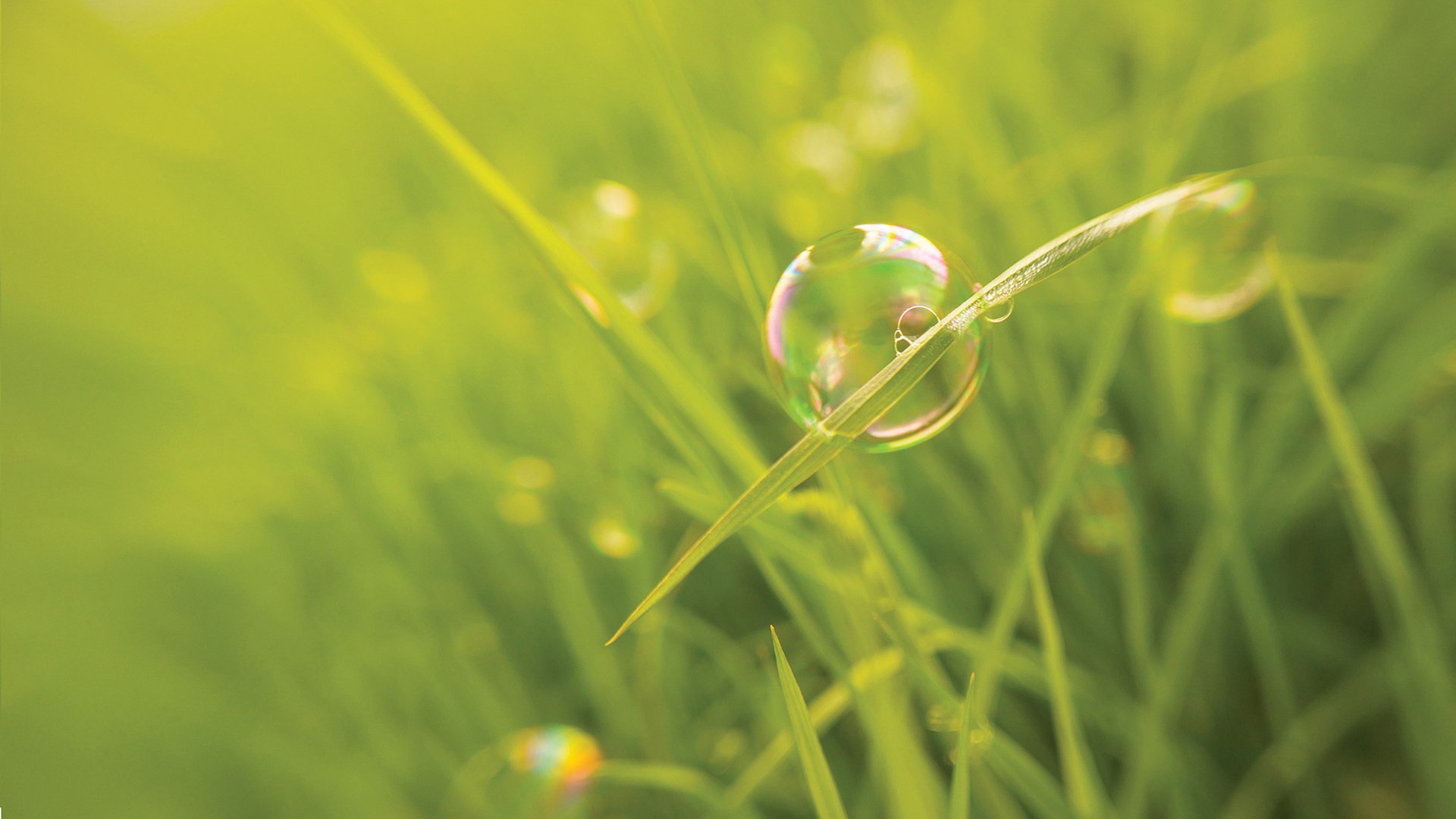Обои трава, макро, размытость, мыльный пузырь, grass, macro, blur, bubble разрешение 1920x1200 Загрузить