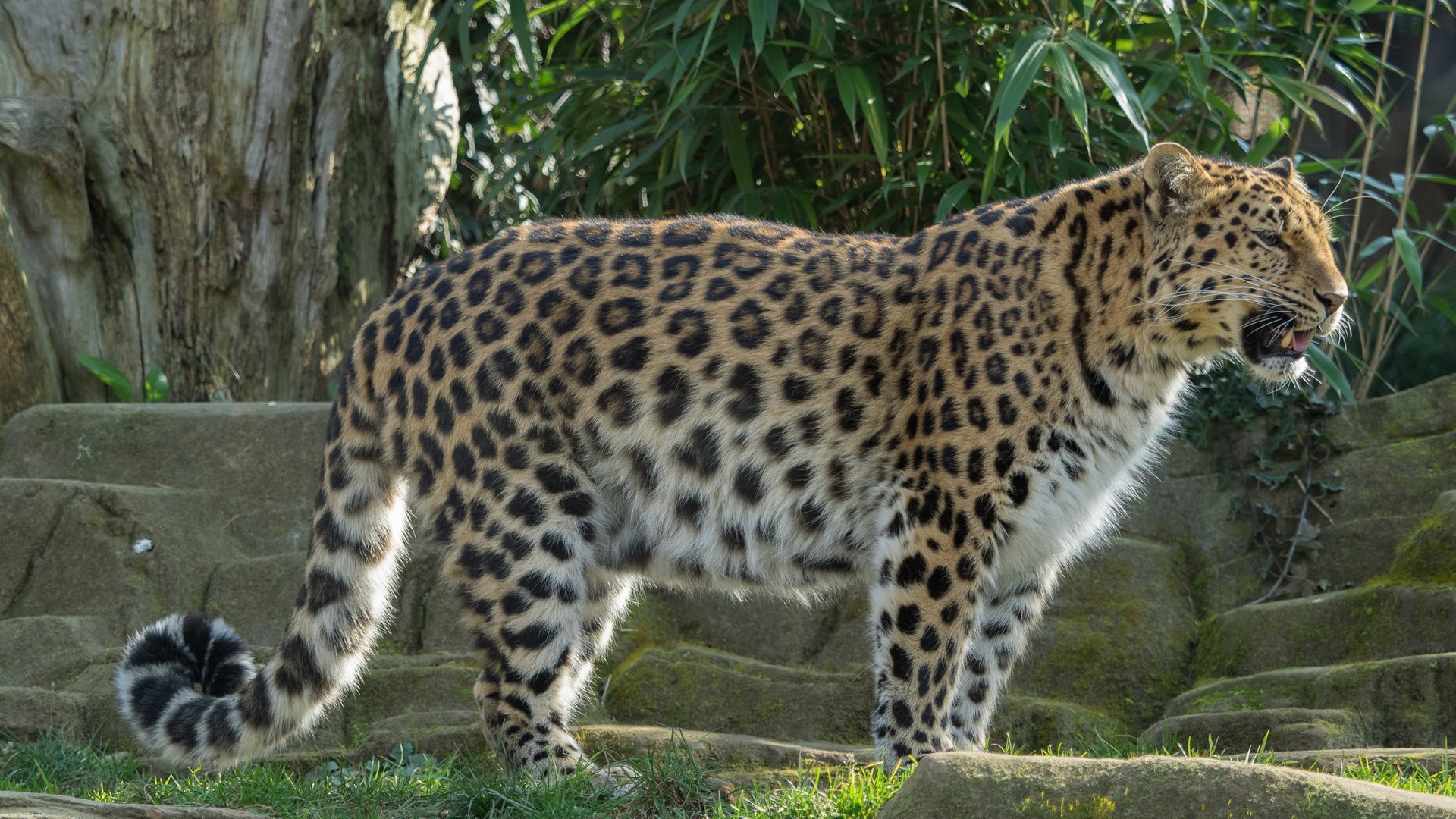 Обои леопард, хищник, дикая кошка, грация, william warby, leopard, predator, wild cat, grace разрешение 3840x2400 Загрузить