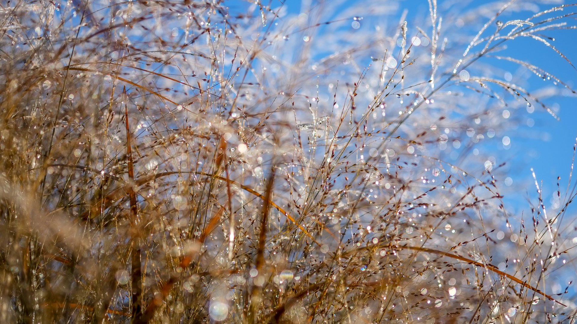 Обои небо, макро, роса, колоски, растение, боке, капли воды, the sky, macro, rosa, spikelets, plant, bokeh, water drops разрешение 4896x3264 Загрузить