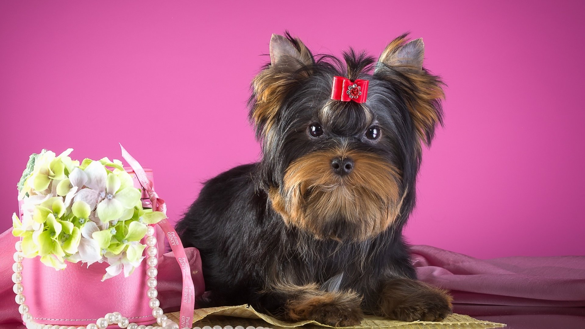 Обои цветы, собака, щенок, ожерелье, бантик, йорк, йоркширский терьер, flowers, dog, puppy, necklace, bow, york, yorkshire terrier разрешение 2880x1800 Загрузить
