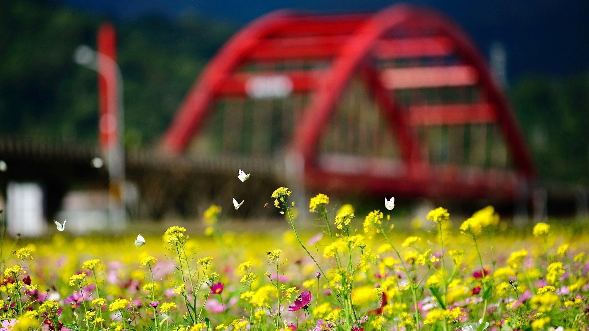 Обои цветы, природа, лето, насекомые, бабочки, боке, желтые цветы, flowers, nature, summer, insects, butterfly, bokeh, yellow flowers разрешение 1920x1200 Загрузить